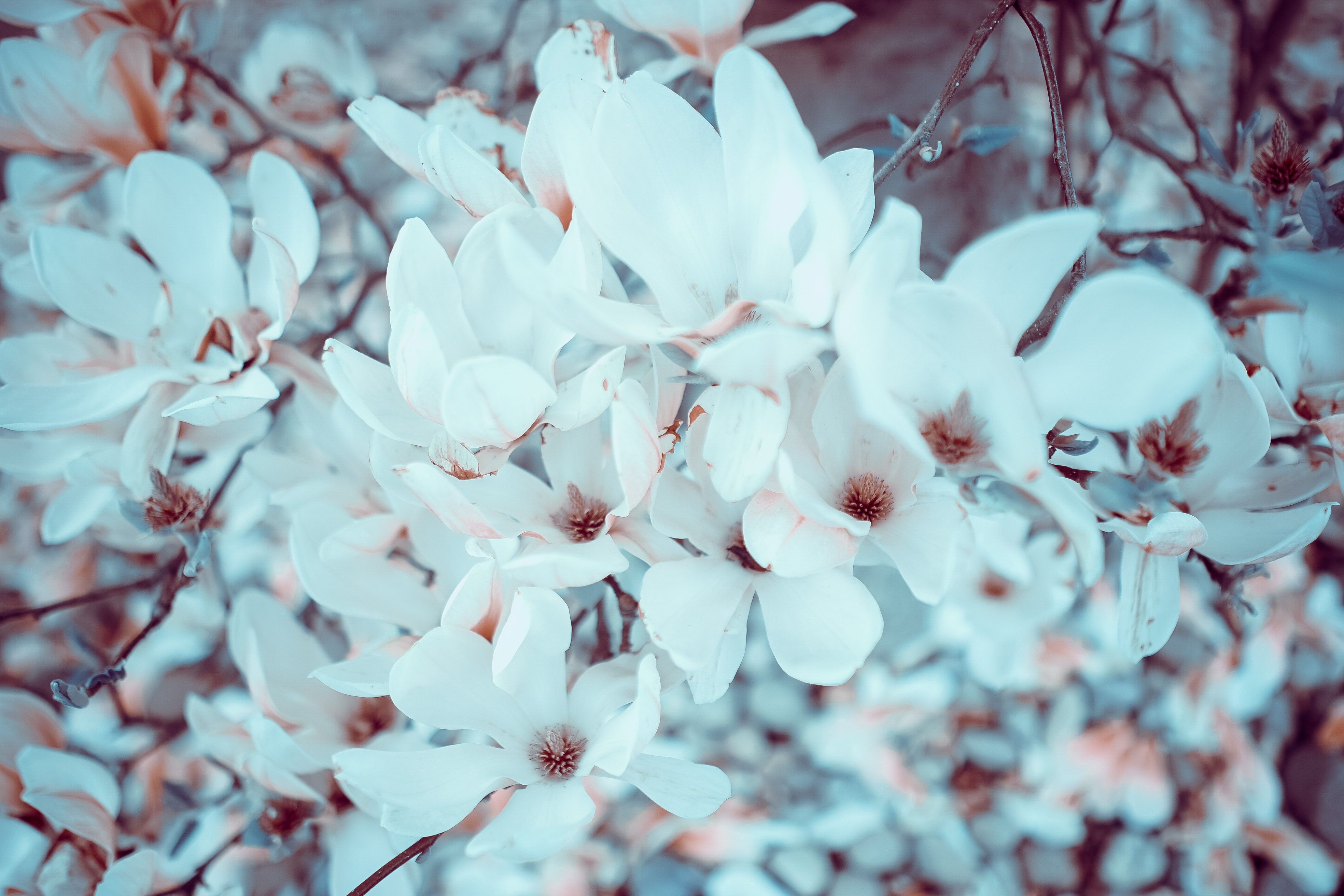 75021 Hintergrundbild herunterladen blühen, blumen, blühenden, magnolie, magnolia - Bildschirmschoner und Bilder kostenlos