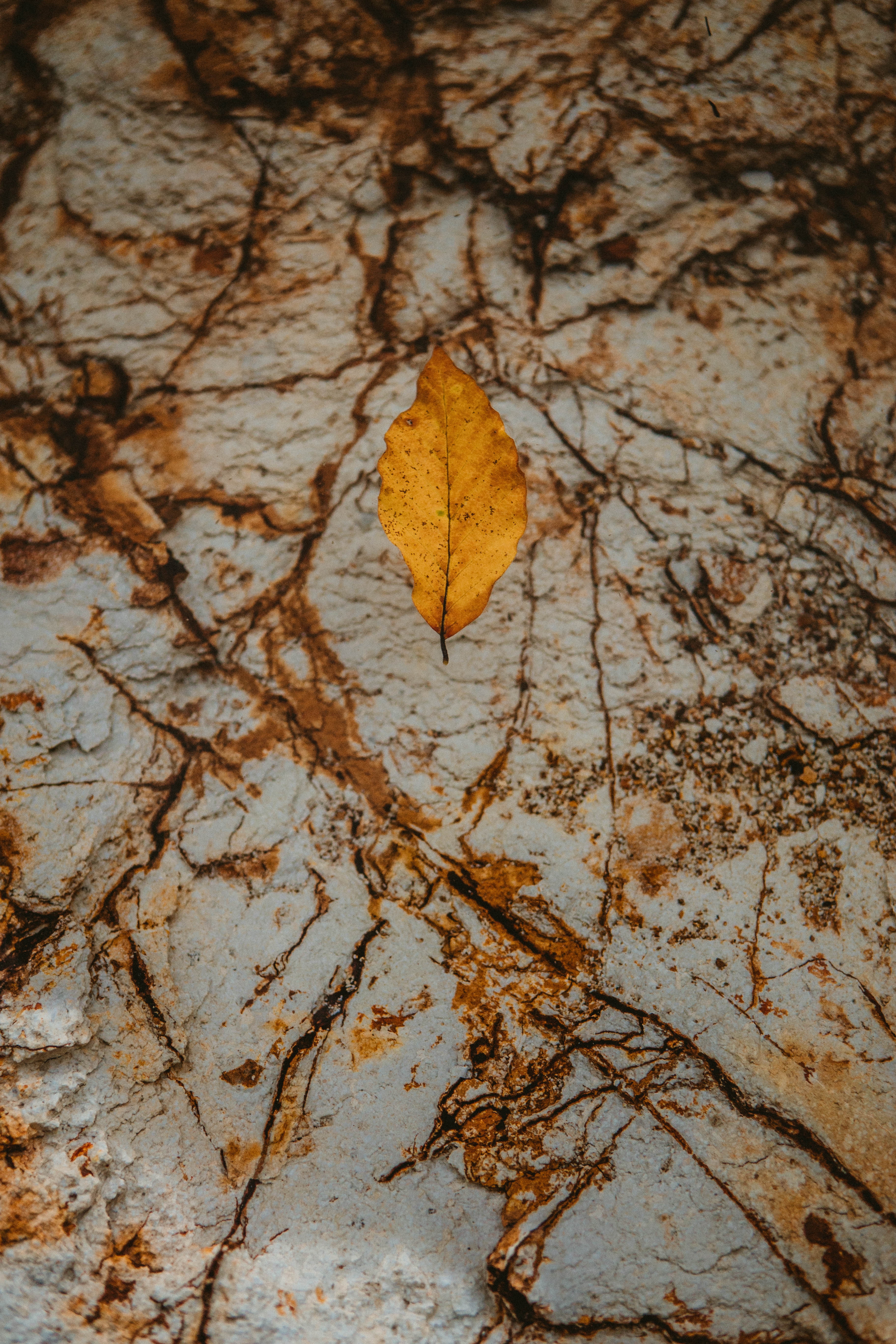 147567 baixar papel de parede outono, amarelo, pedra, macro, seco, uma pedra, folheto - protetores de tela e imagens gratuitamente