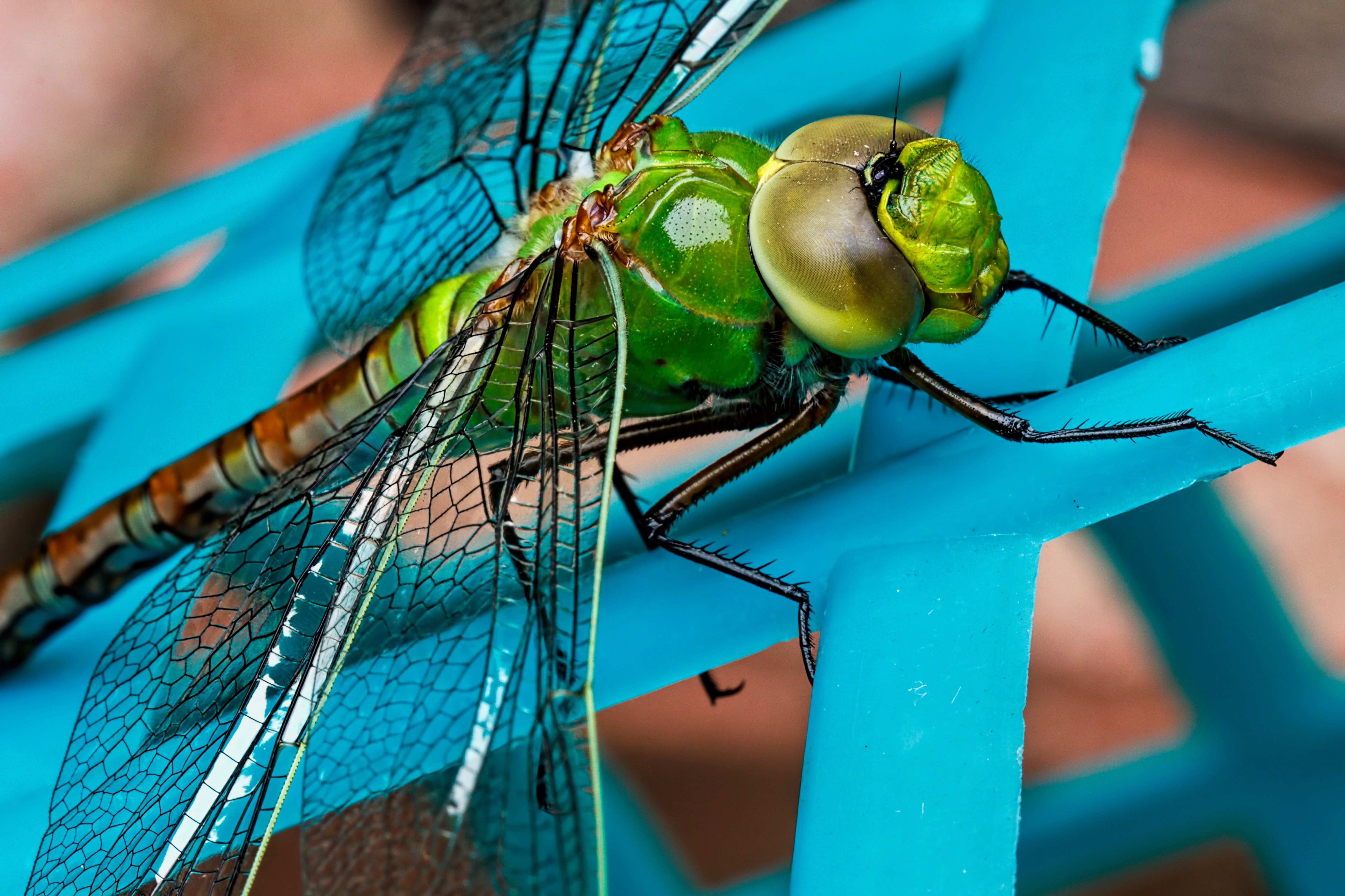 Download mobile wallpaper Macro, Close Up, Dragonfly, Insect, Wings for free.