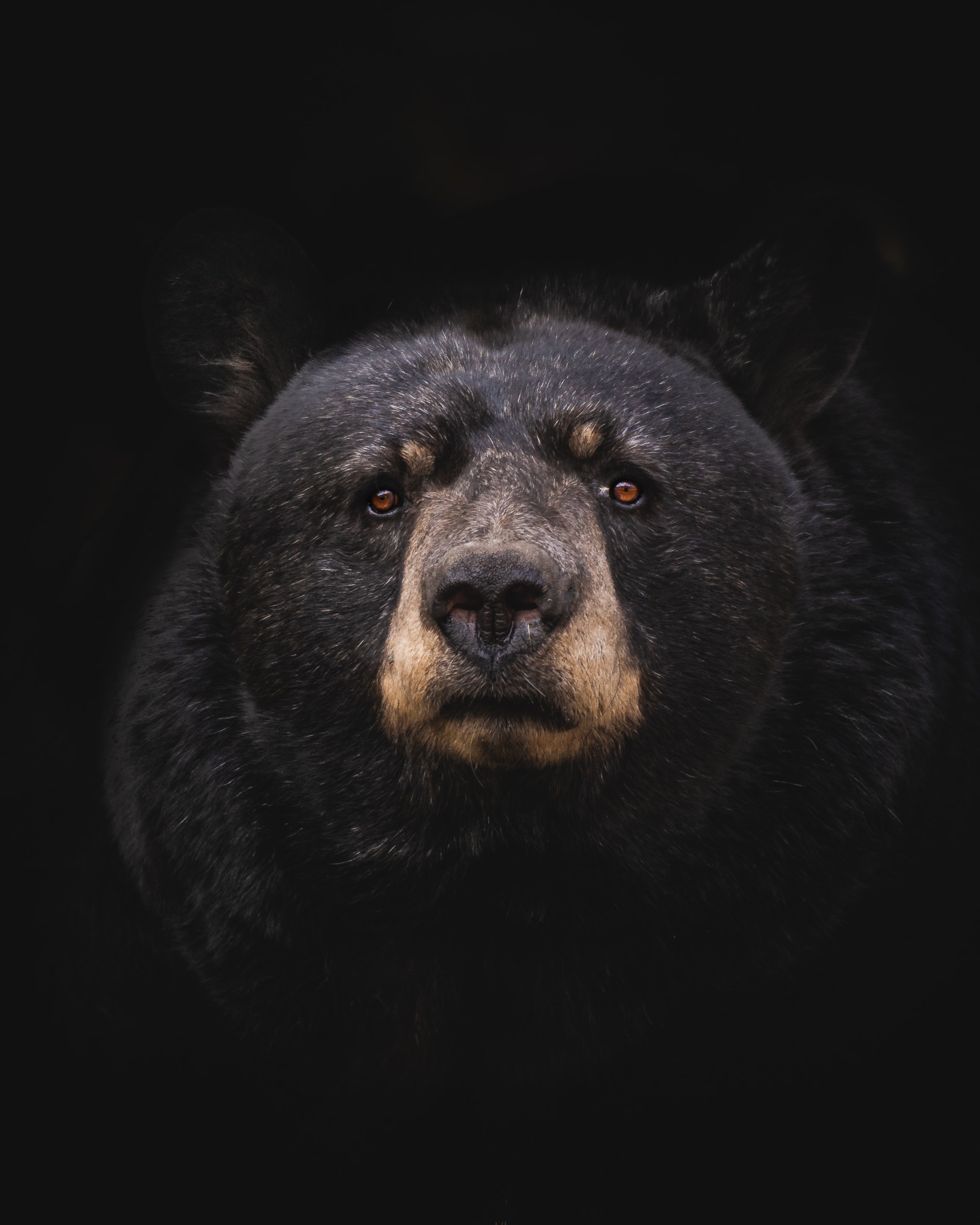 71743 скачать картинку черный медведь, медведь, хищник, барибал, животные - обои и заставки бесплатно