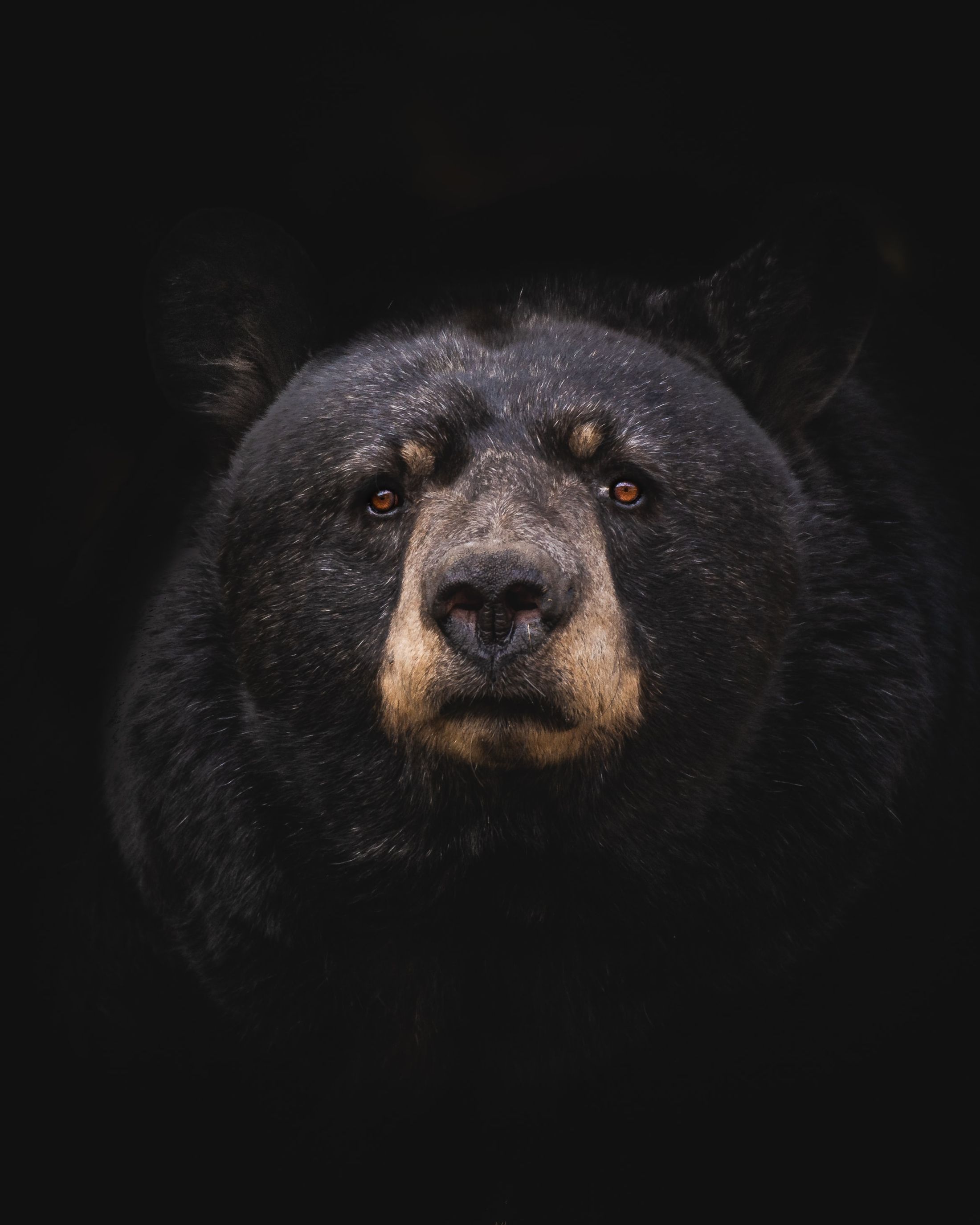 Фото медведя на черном фоне