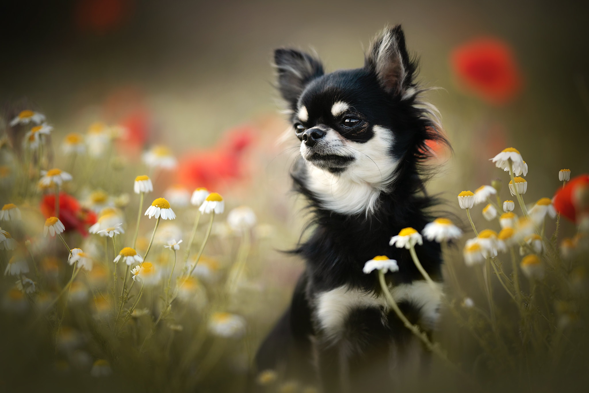 Download mobile wallpaper Dogs, Flower, Dog, Animal, Chamomile, Chihuahua for free.