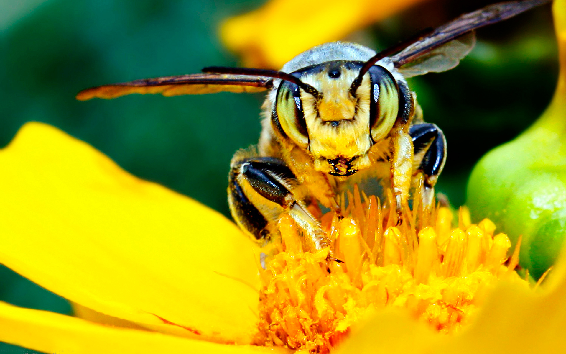 animal, wasp, insects cell phone wallpapers