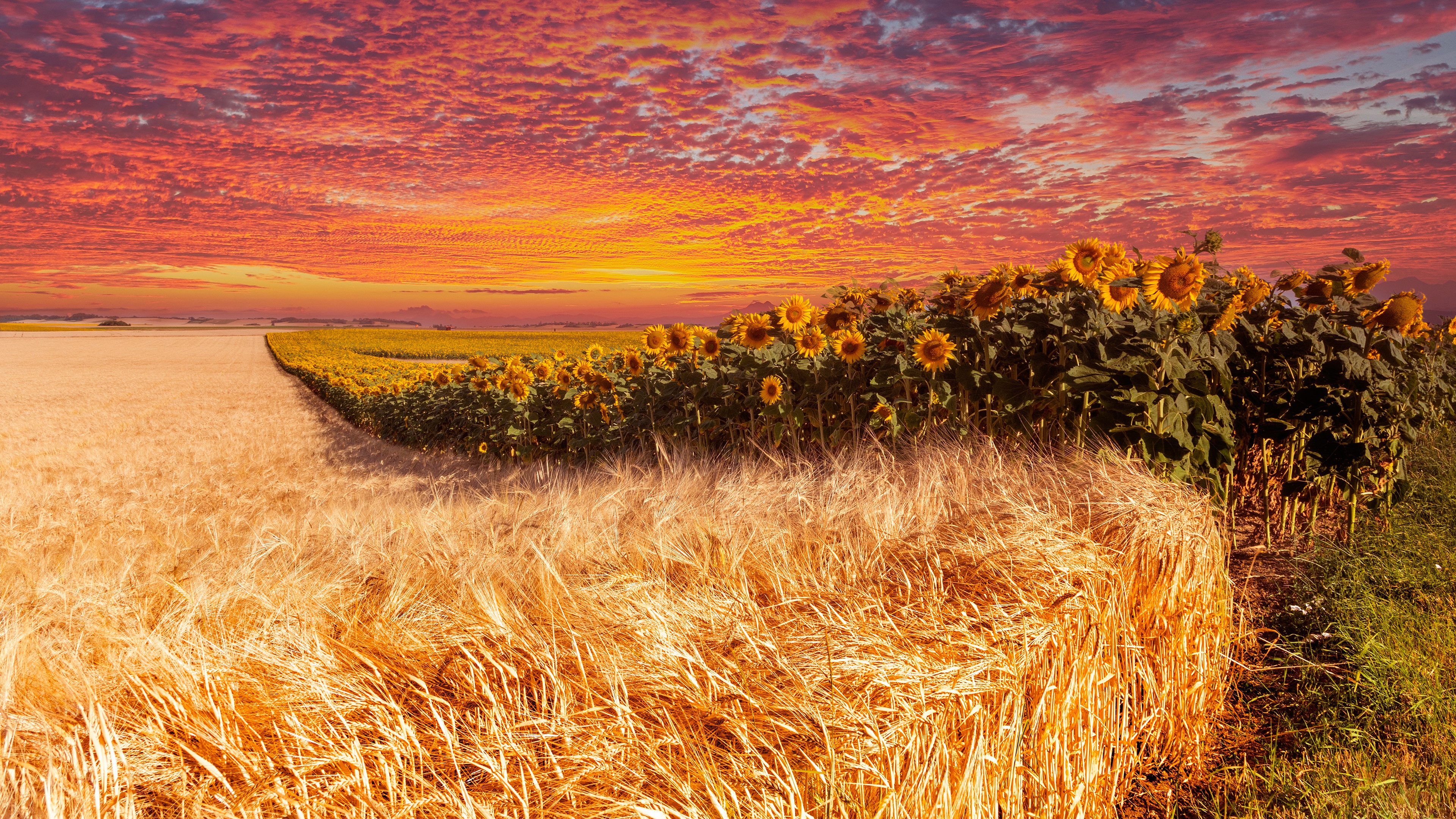 стол в поле с пшеницей