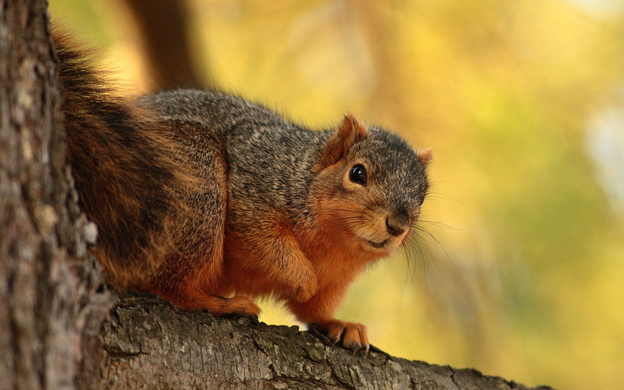 Download mobile wallpaper Sit, Branch, Animal, Bark, Animals, Squirrel for free.