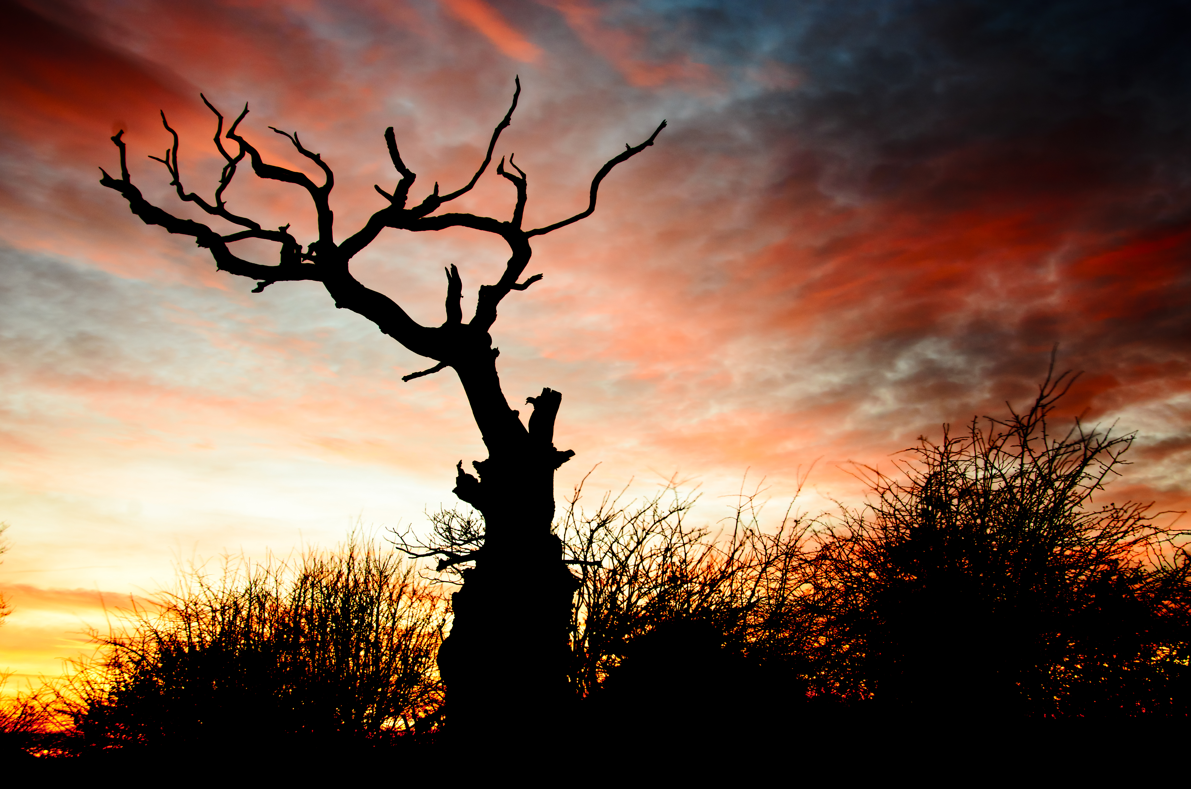 sunset, dark, silhouette, branches, snag