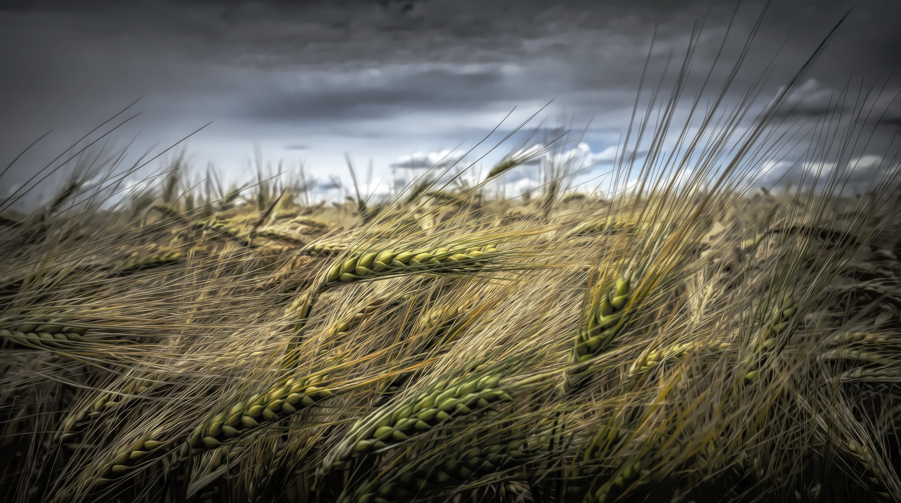 Пшеничные поля Молдовы