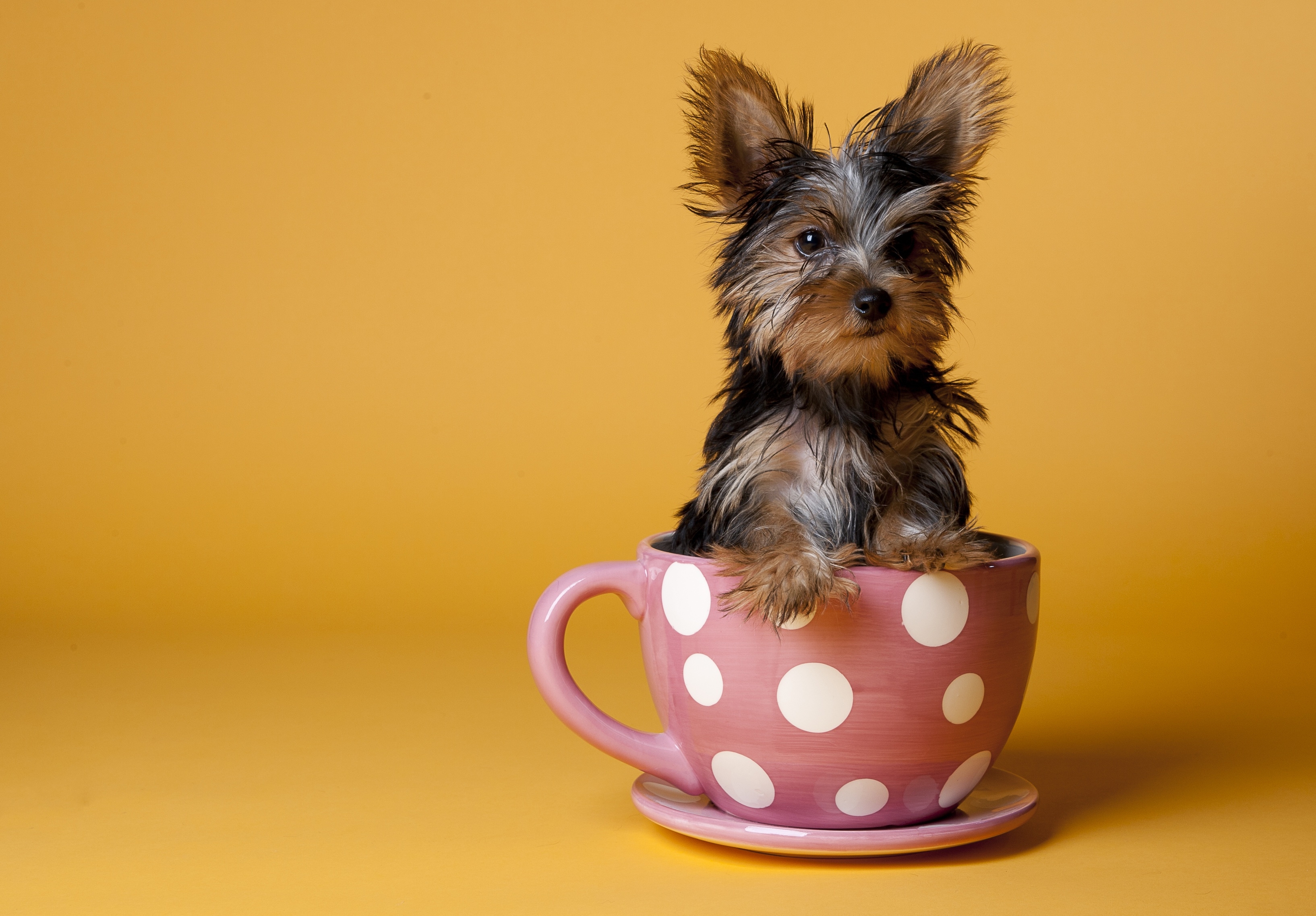 Handy-Wallpaper Tasse, Yorkshire Terrier, Sitzen, Hund, Eine Tasse, Tiere, Hündchen, Welpen kostenlos herunterladen.