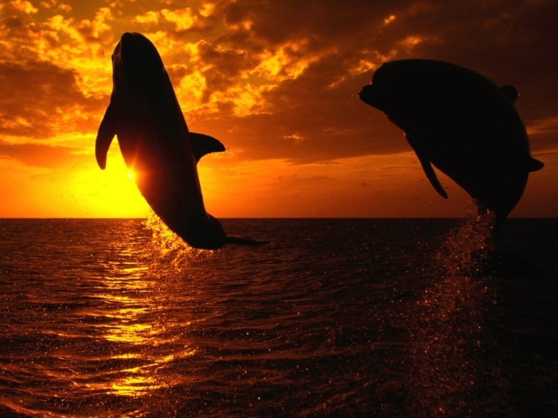Скачати мобільні шпалери Тварини, Дельфіни безкоштовно.