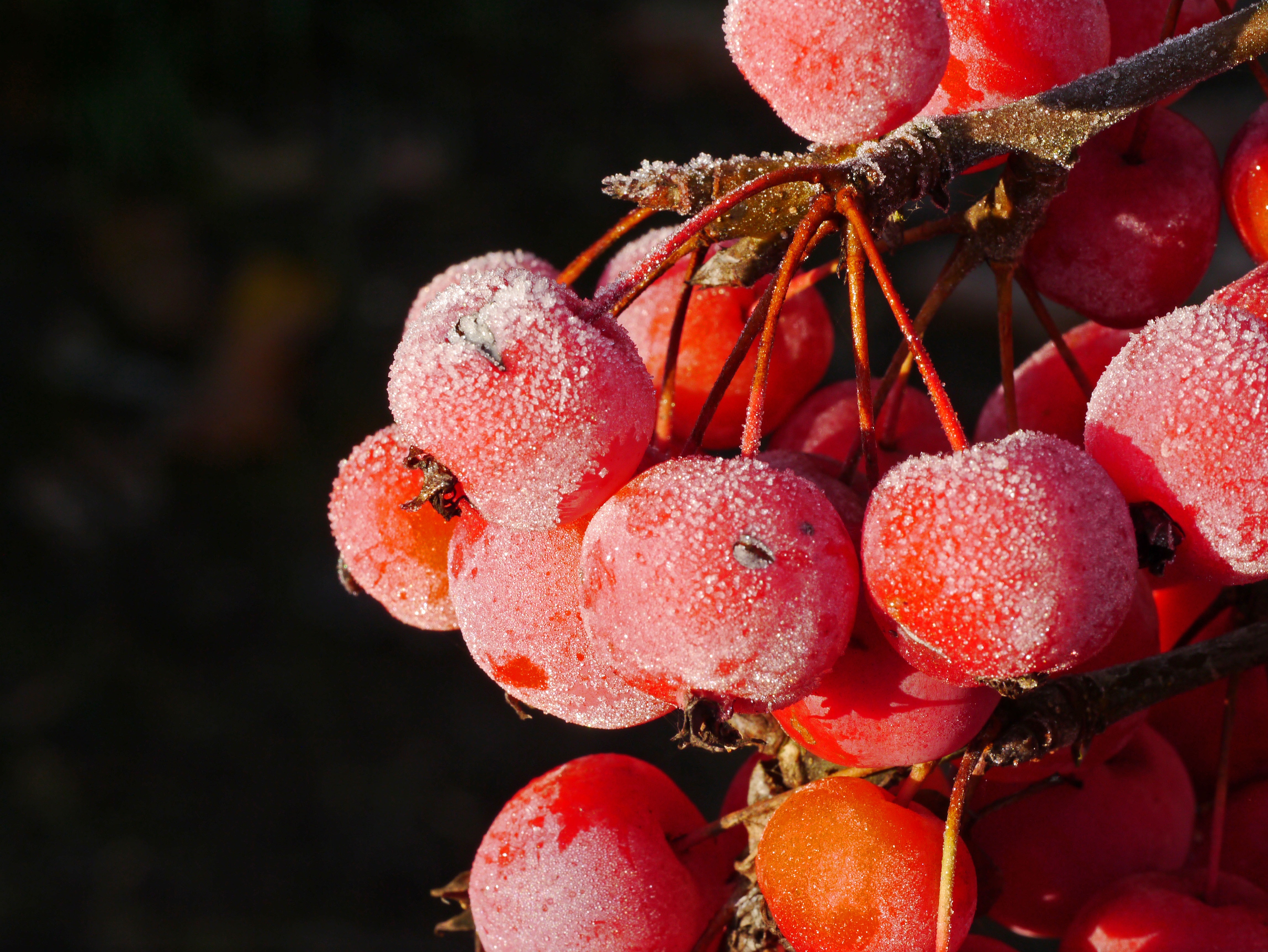 berries, macro, frost, hoarfrost, rowan phone wallpaper