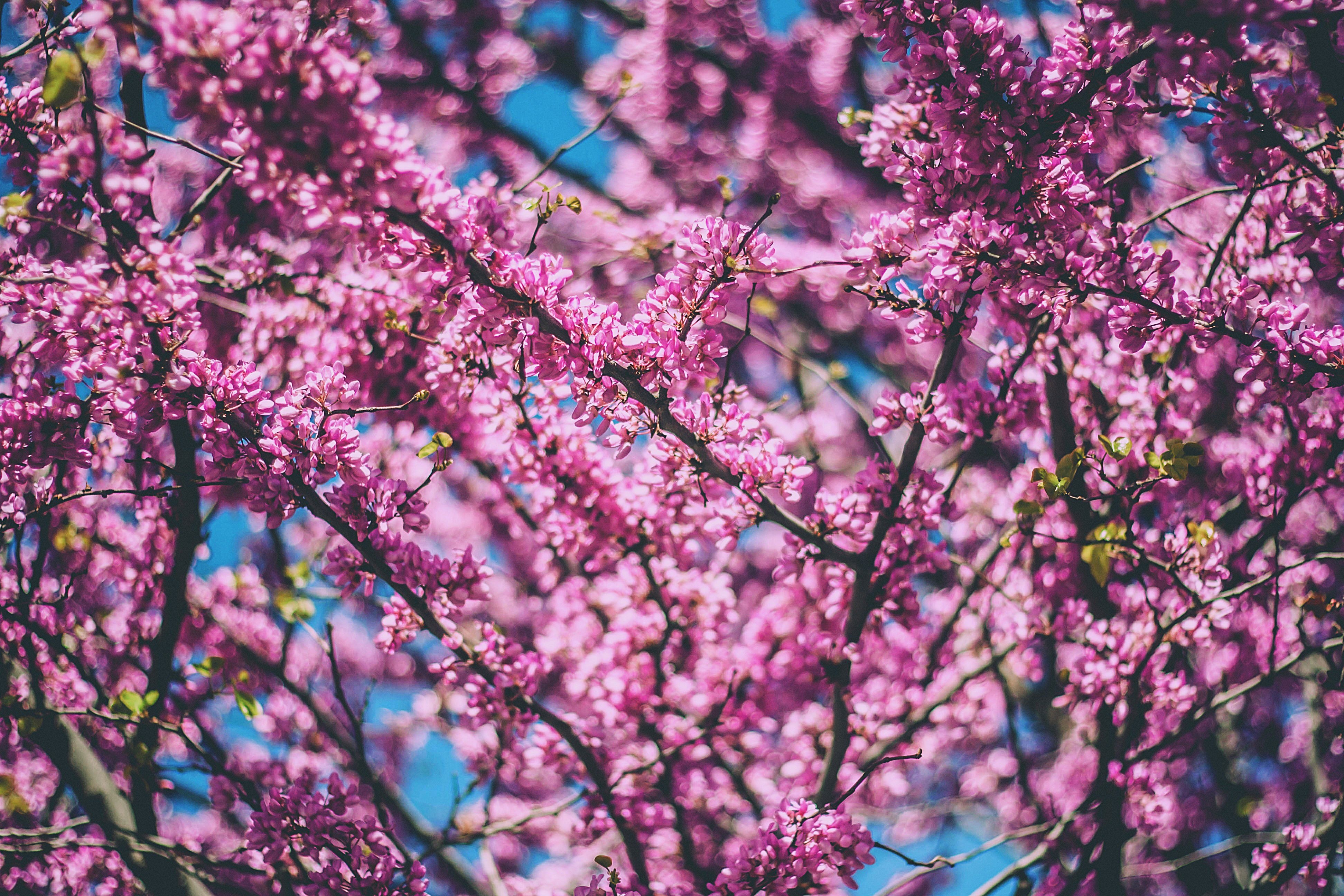 Скачать картинку Дерево, Вишня, Цветы, Цветение, Весна в телефон бесплатно.