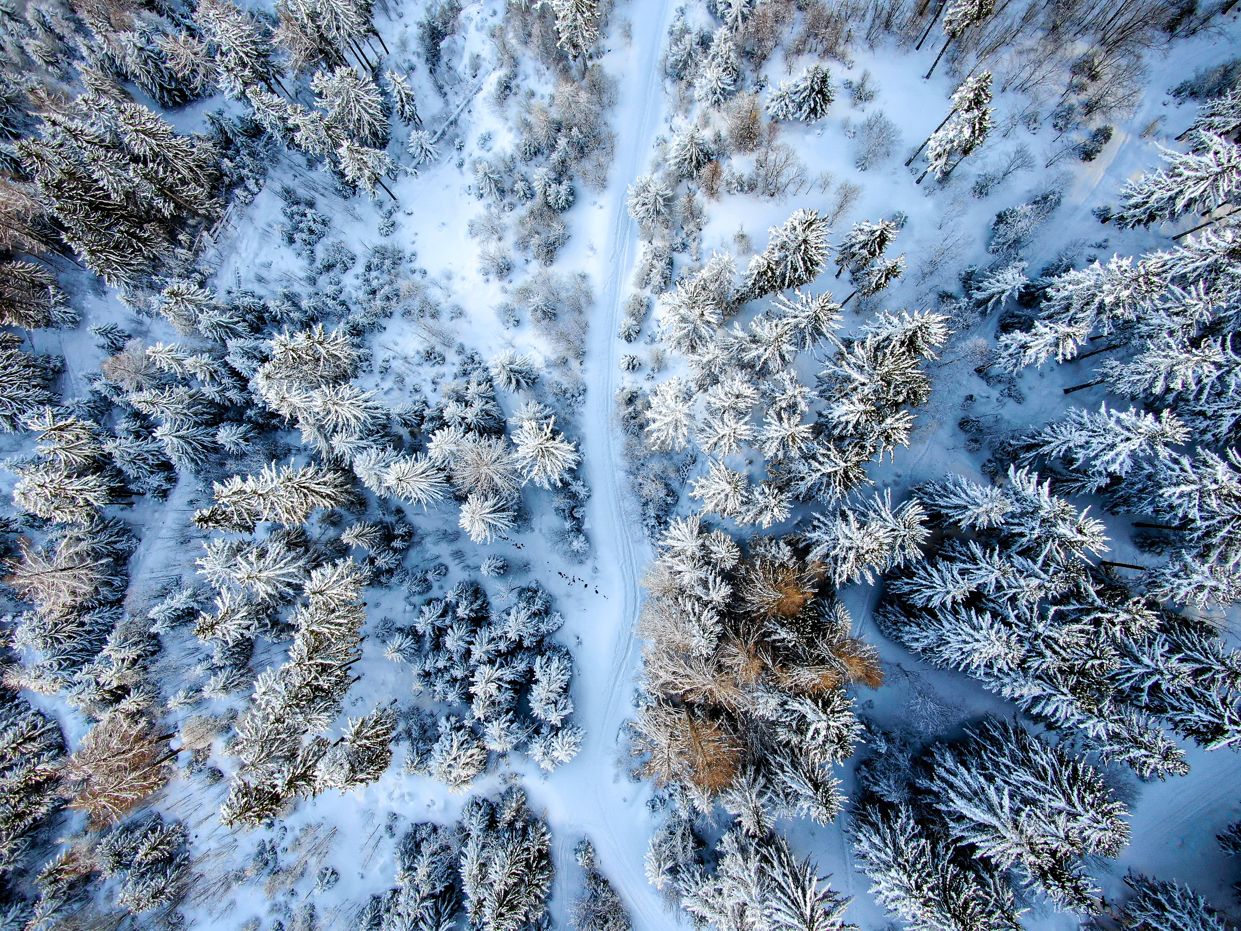 nature, winter forest, snow, view from above, road