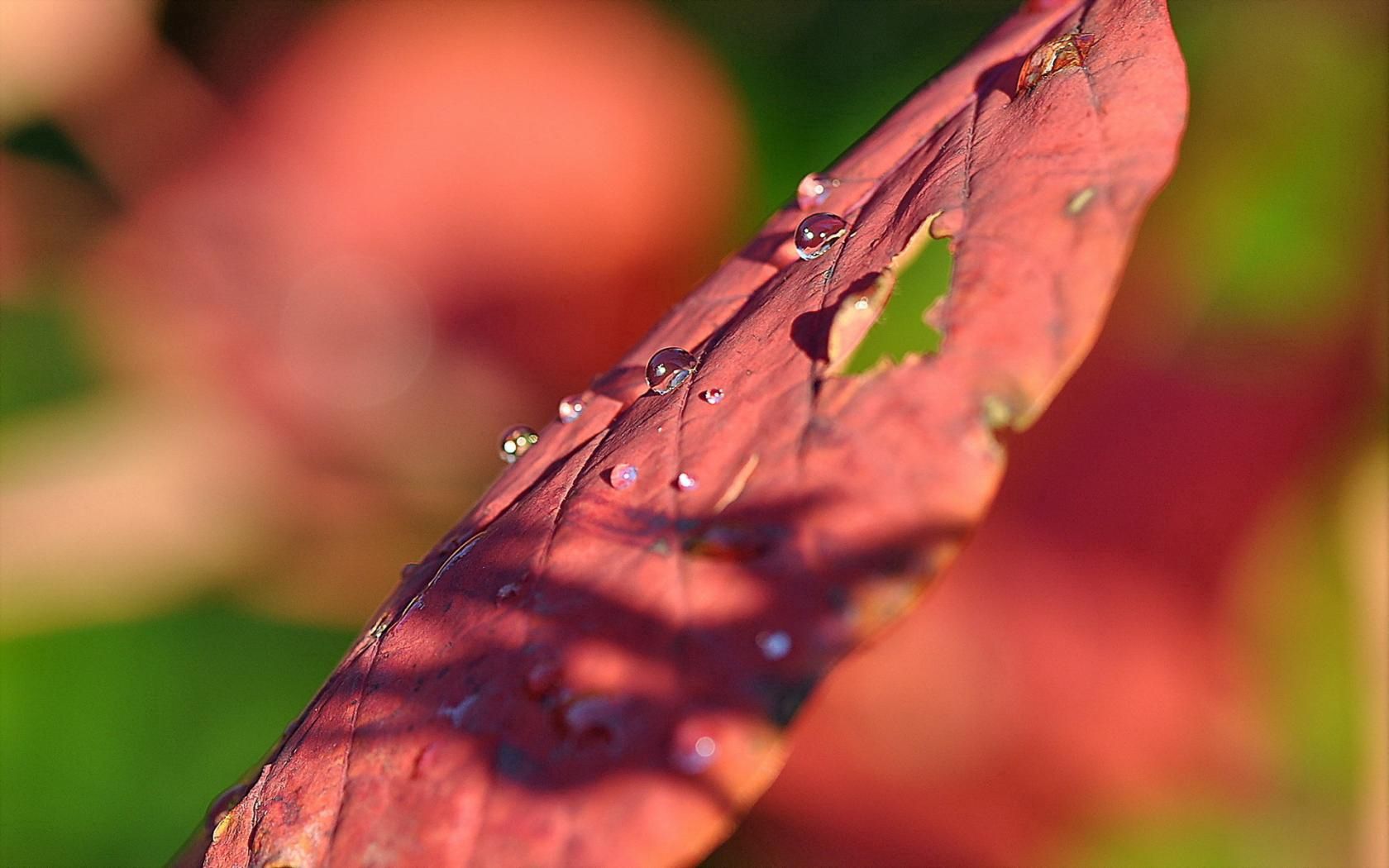 Download mobile wallpaper Sheet, Macro, Drops, Leaf, Surface for free.