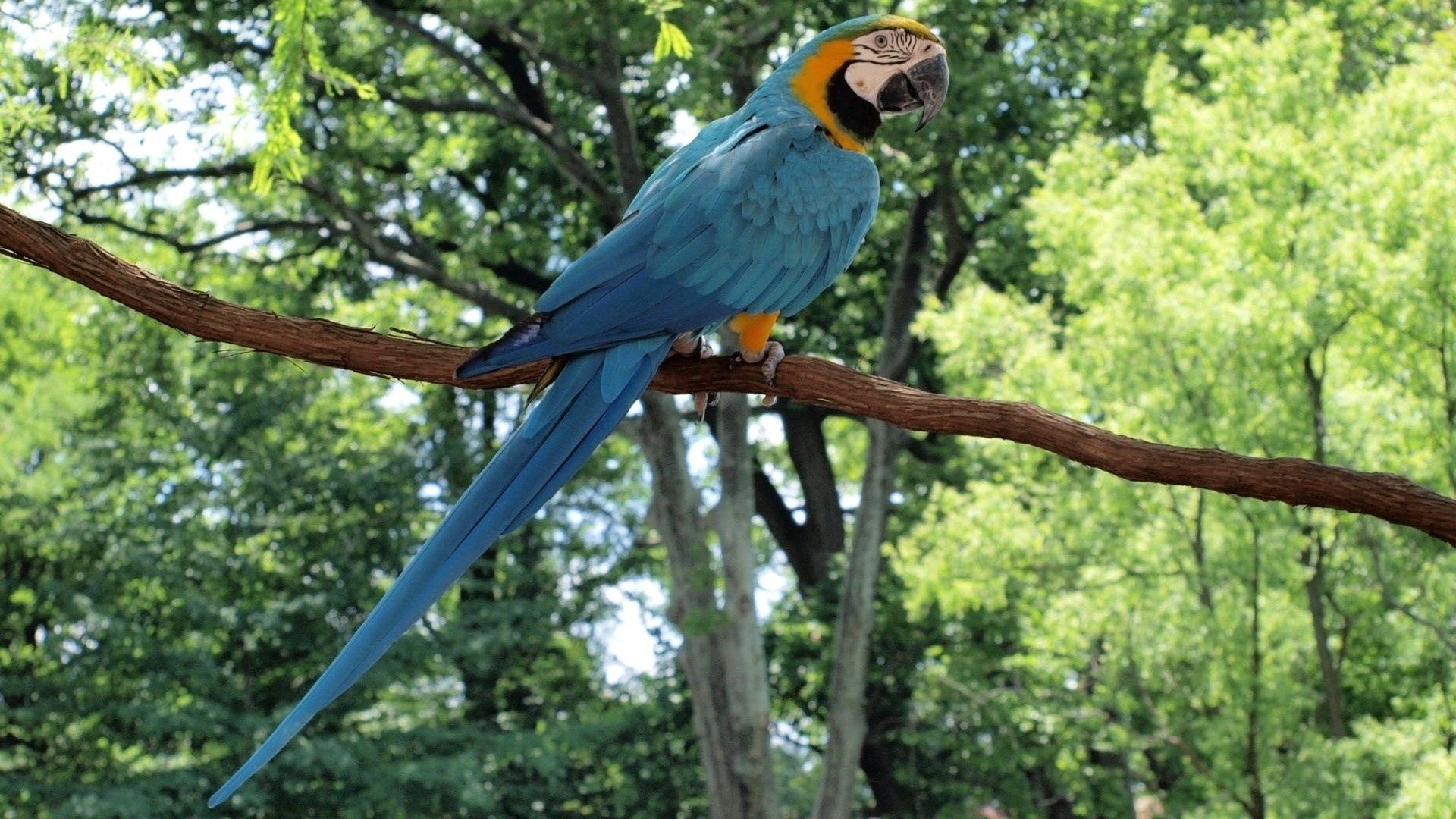 Download mobile wallpaper Animals, Branch, Color, Feather, Parrots for free.