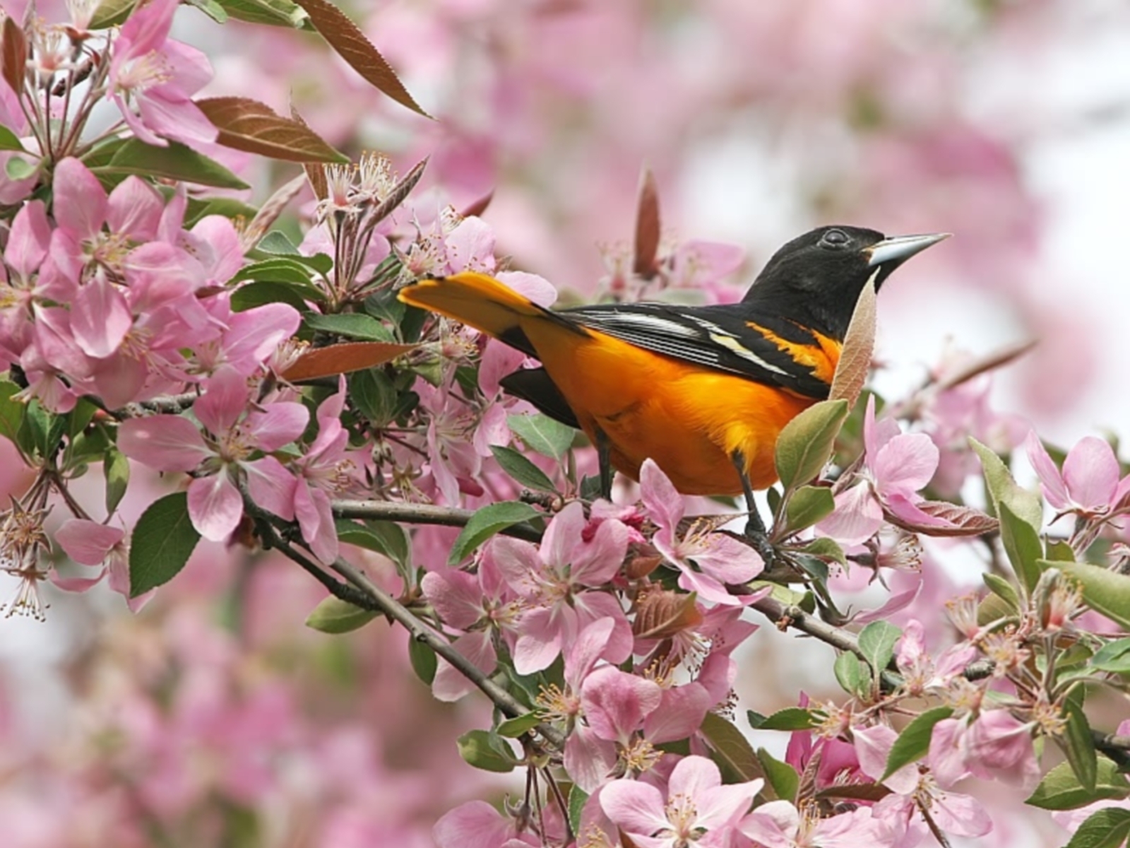 Весна цветы птицы