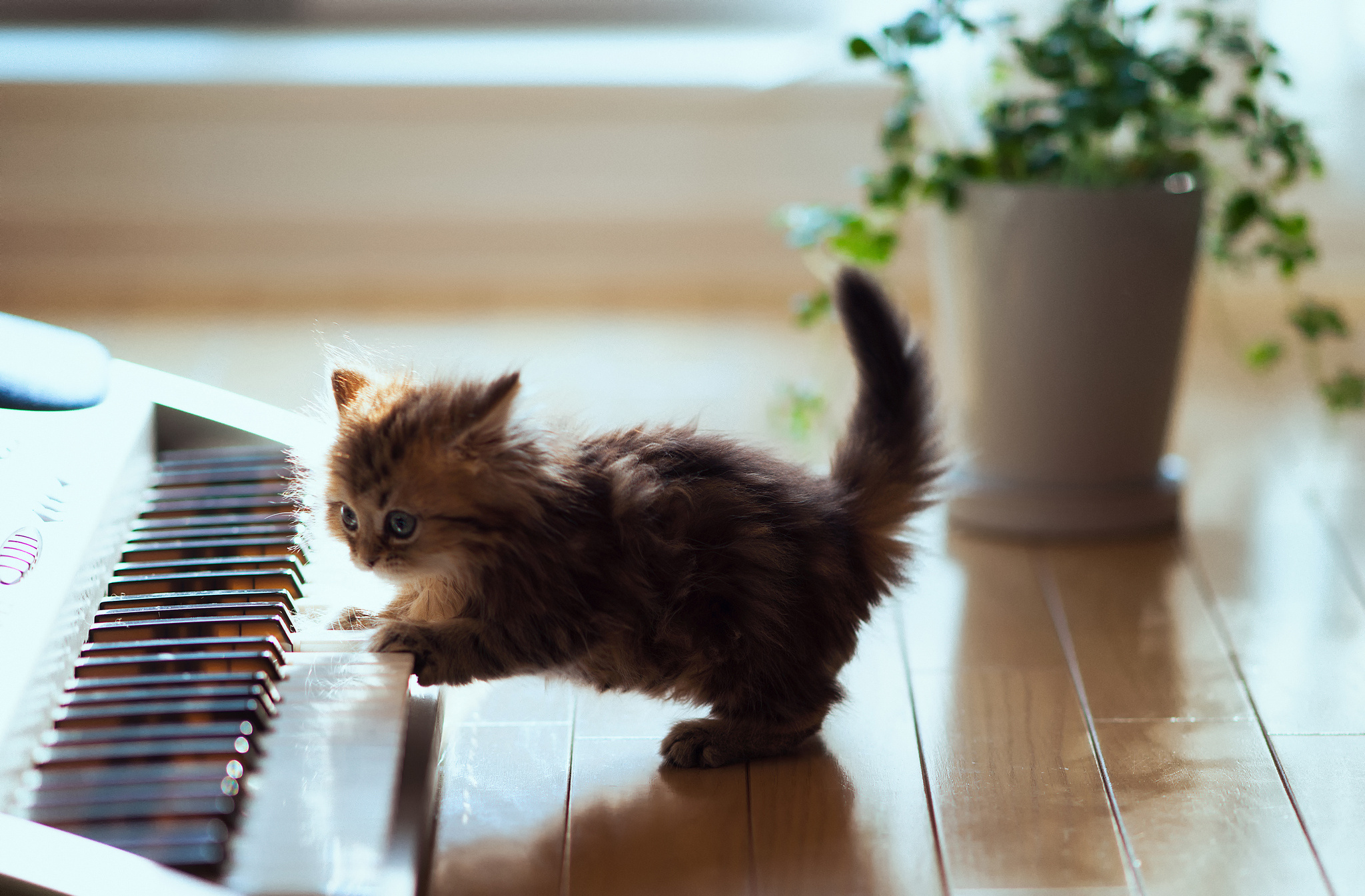 Пианино «котёнок»