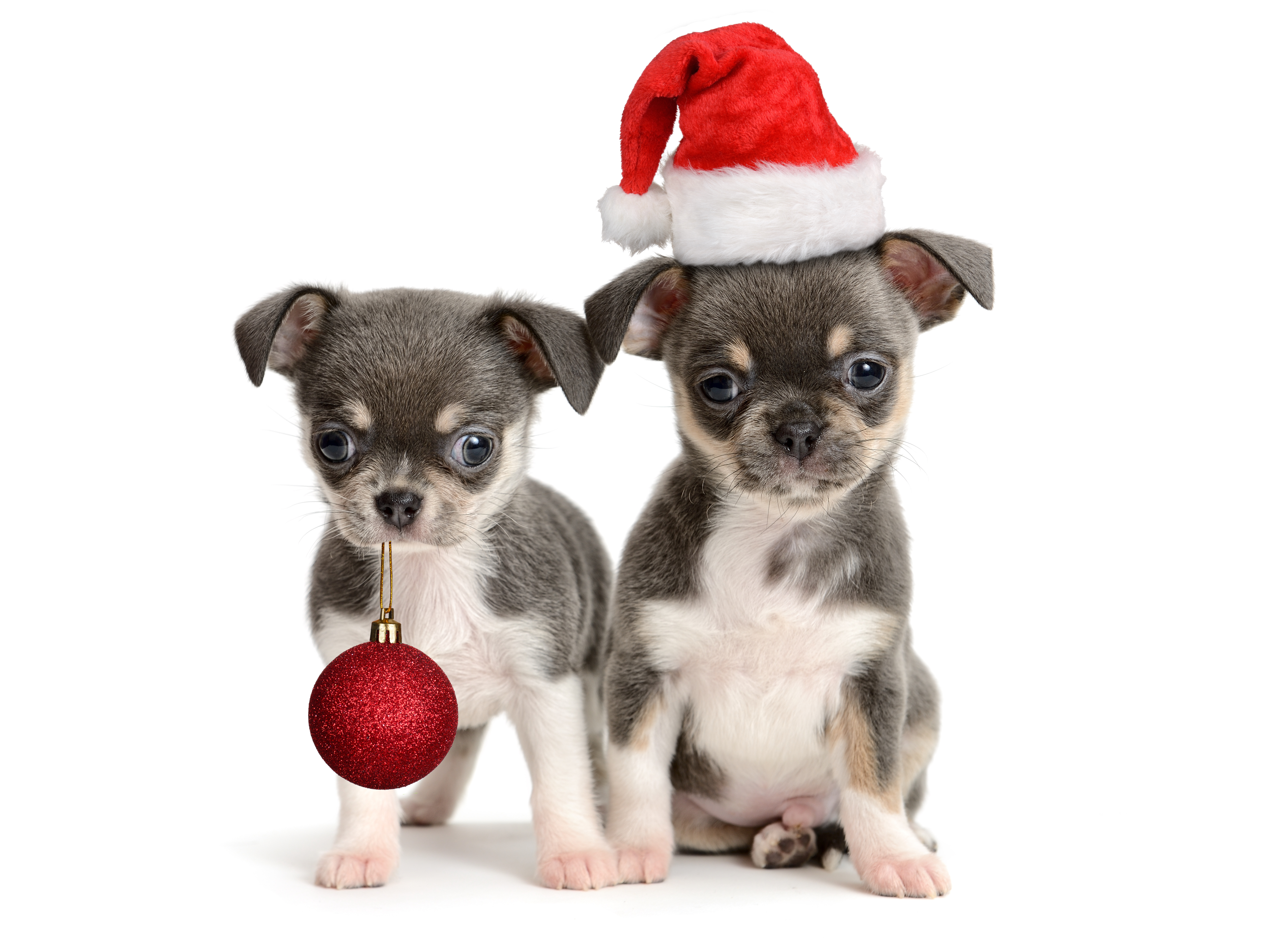 chihuahua, santa hat, holiday, christmas, christmas ornaments, cute, puppy