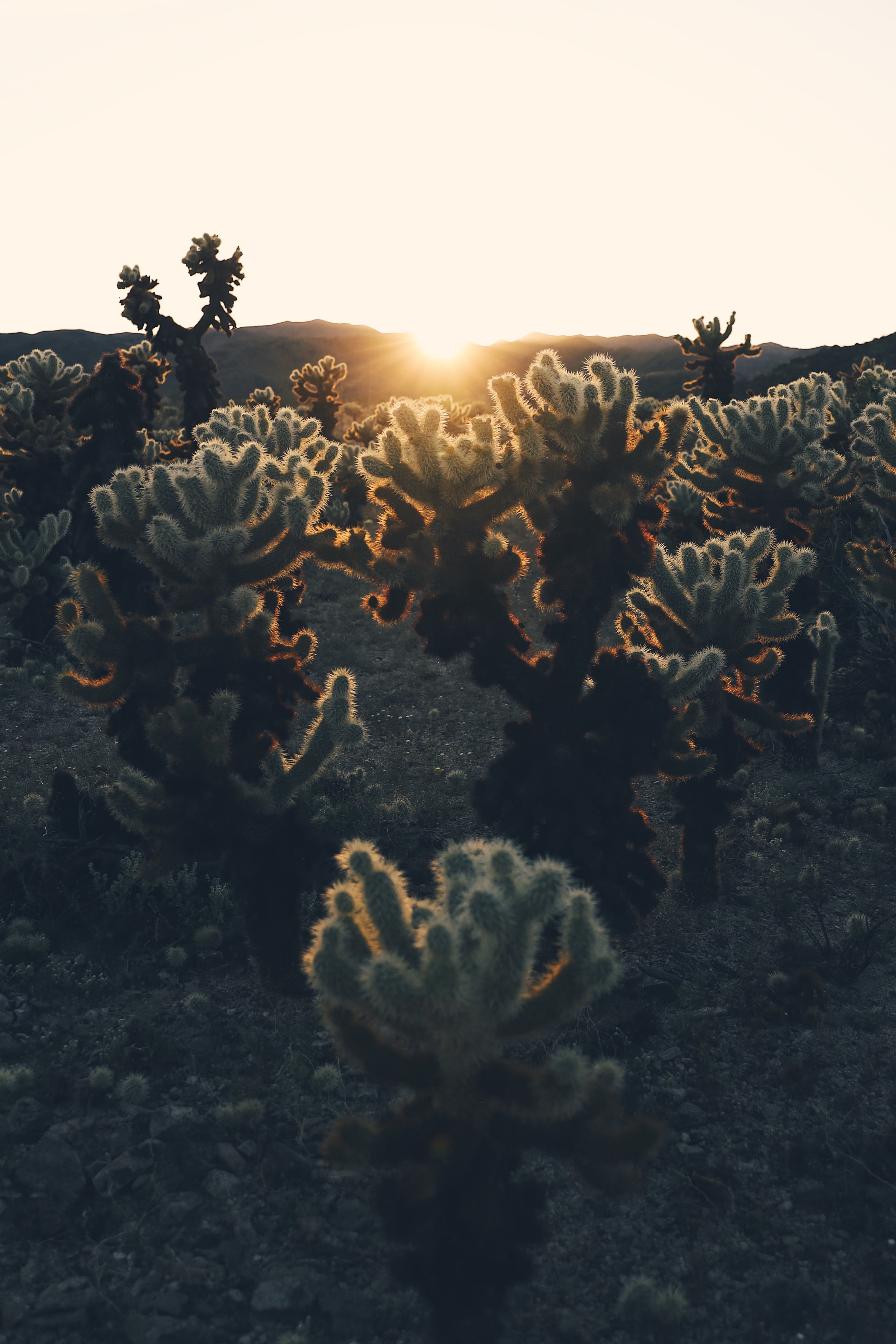 plants, nature, cactuses, sunset, sun, sunlight Full HD