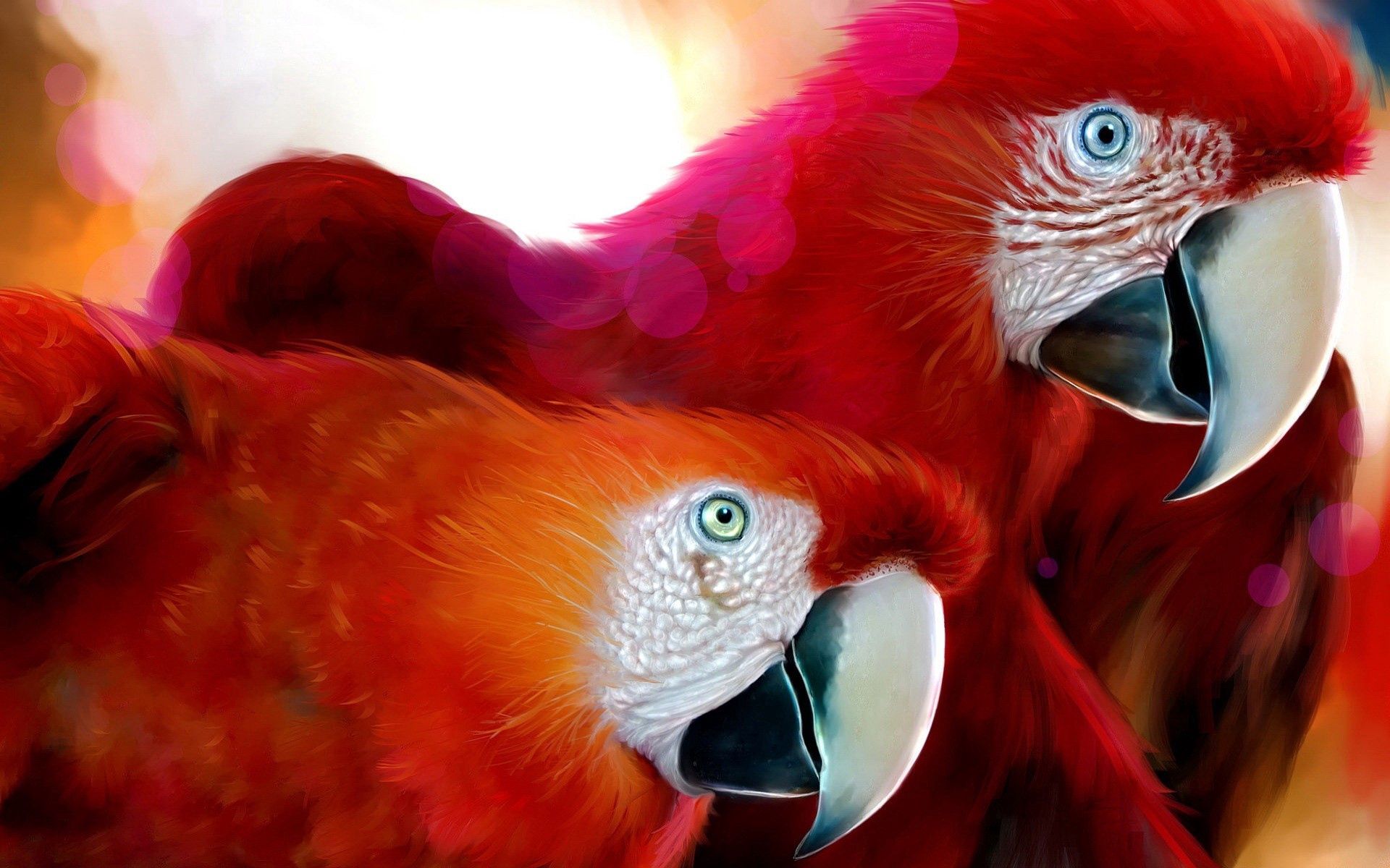 couple, parrots, animals, beak, pair, color