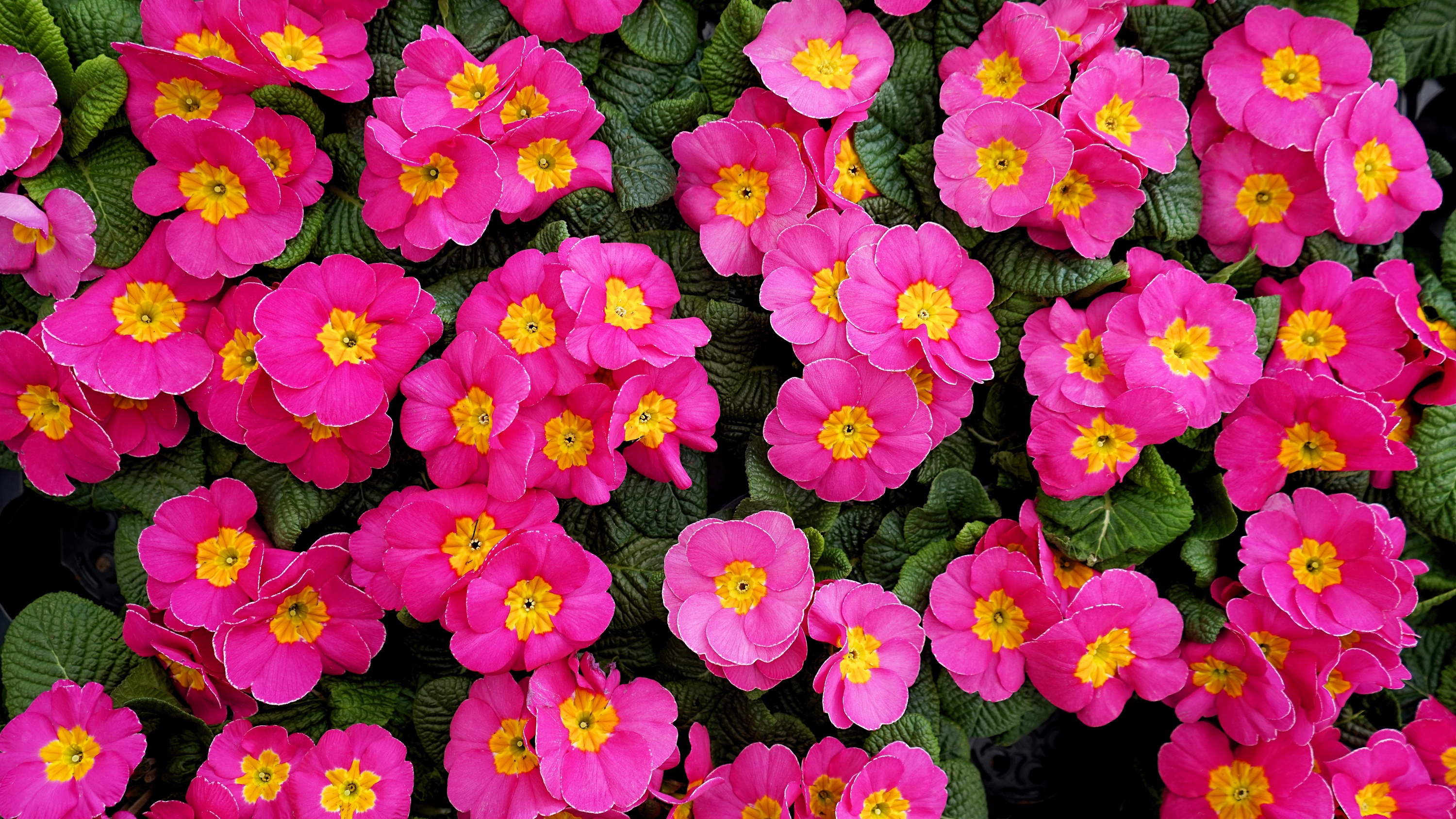 Download mobile wallpaper Flower, Earth, Petal, Primrose, Pink Flower for free.