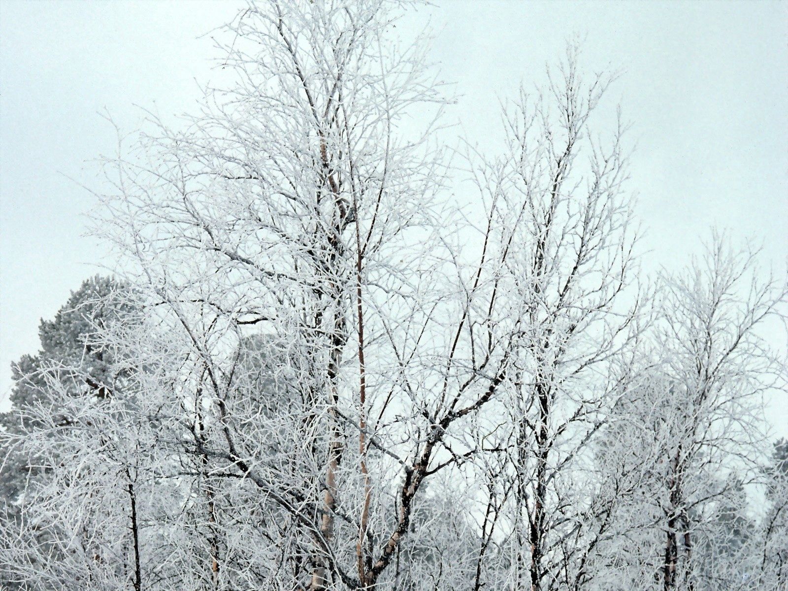 nature, trees, snow, crown, branches, frost, hoarfrost, crowns
