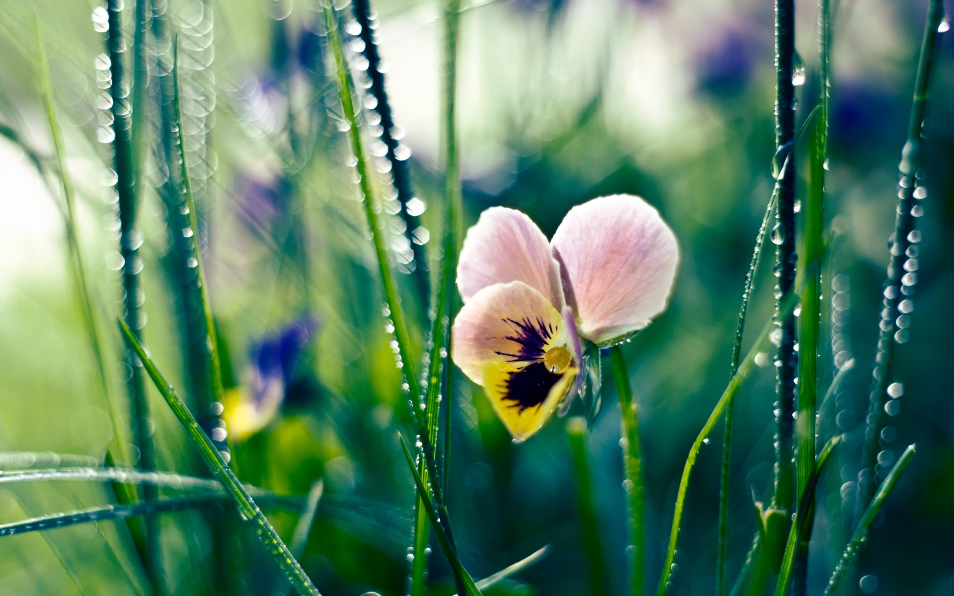 261021 下載圖片 自然, 三色堇, 花, 花卉 - 免費壁紙和屏保