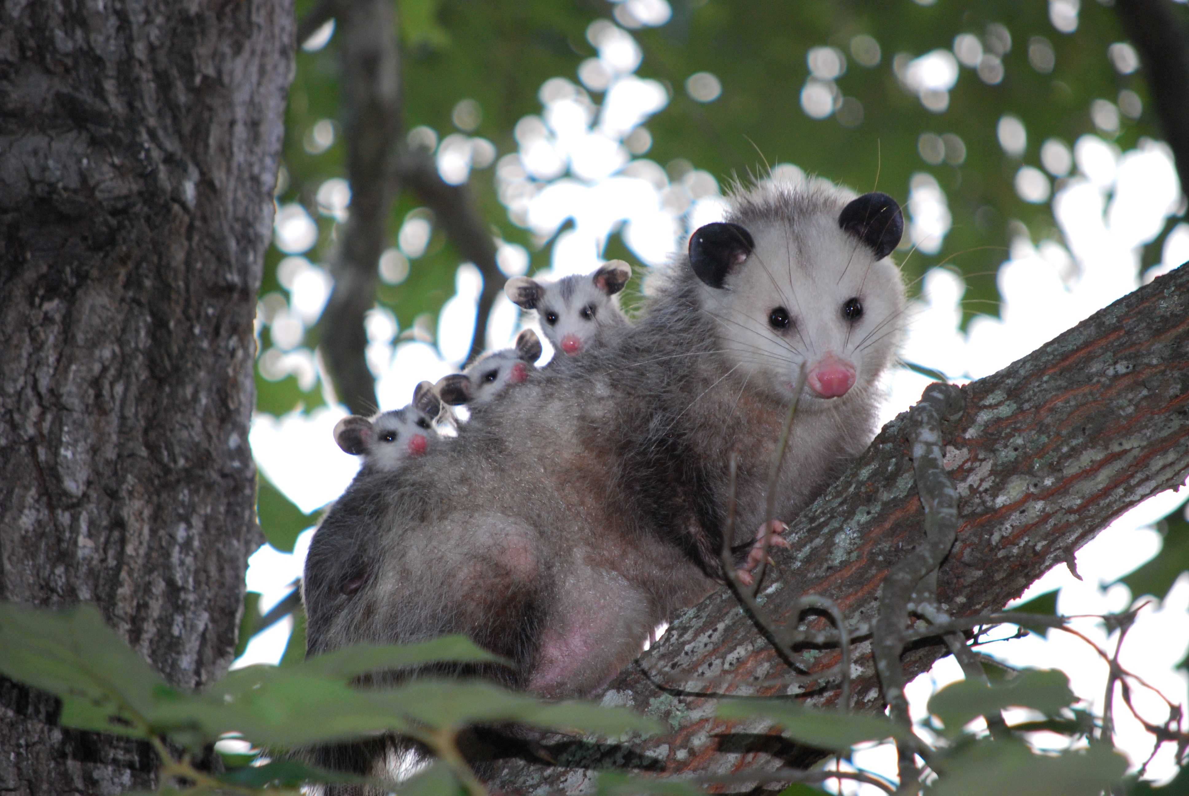 102393 Hintergrundbild herunterladen tiere, holz, baum, die familie, familie, pflege, jungen, jung, beutelratte, opossum - Bildschirmschoner und Bilder kostenlos