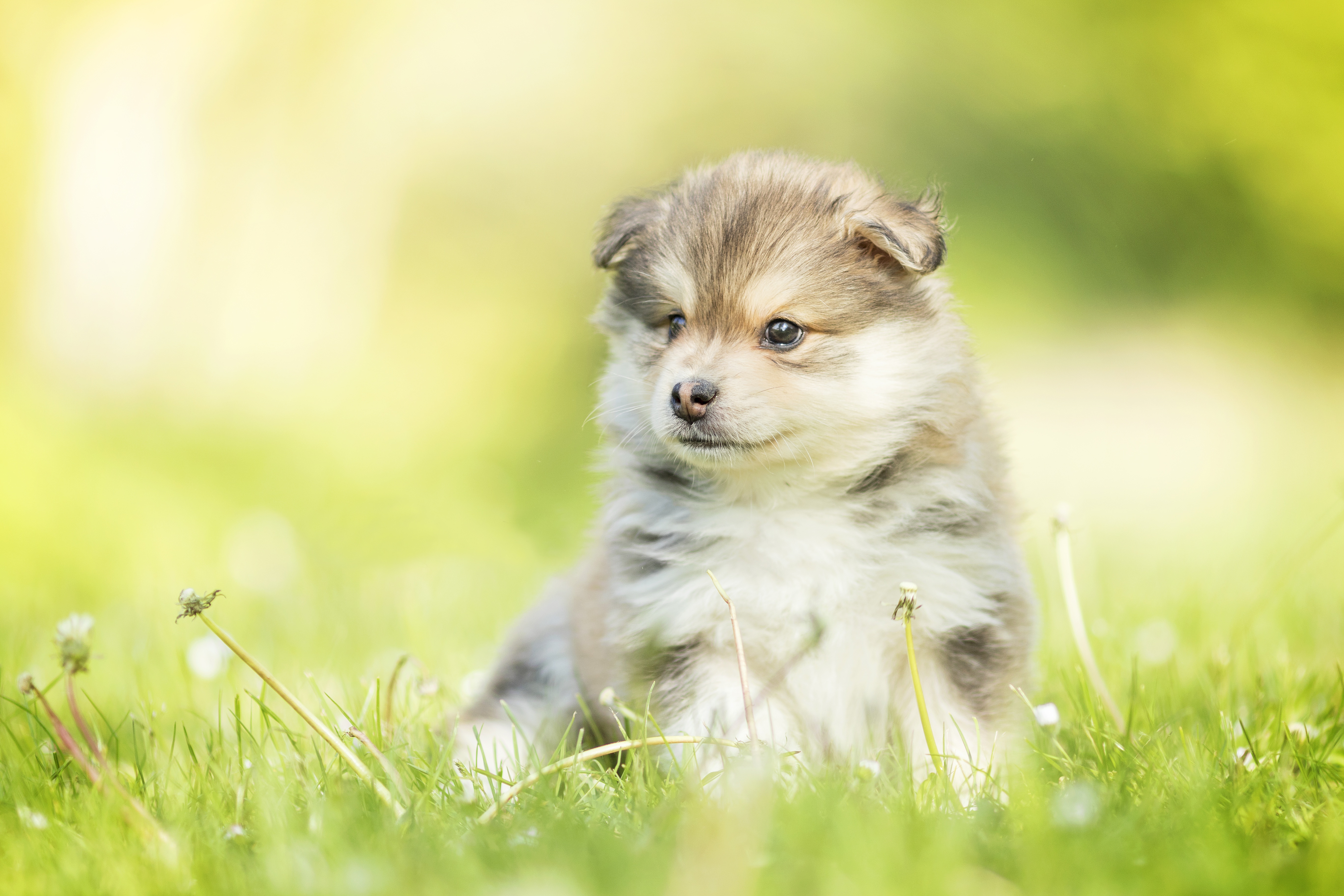 Free Finnish Lapphund Wallpapers
