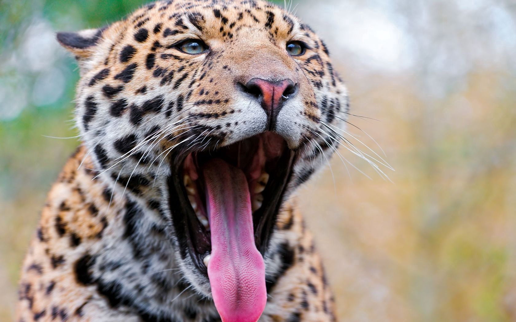 111248 Hintergrundbild herunterladen tiere, jaguar, grinsen, grin, schnauze, raubtier, predator, große katze, big cat, flecken, spots - Bildschirmschoner und Bilder kostenlos