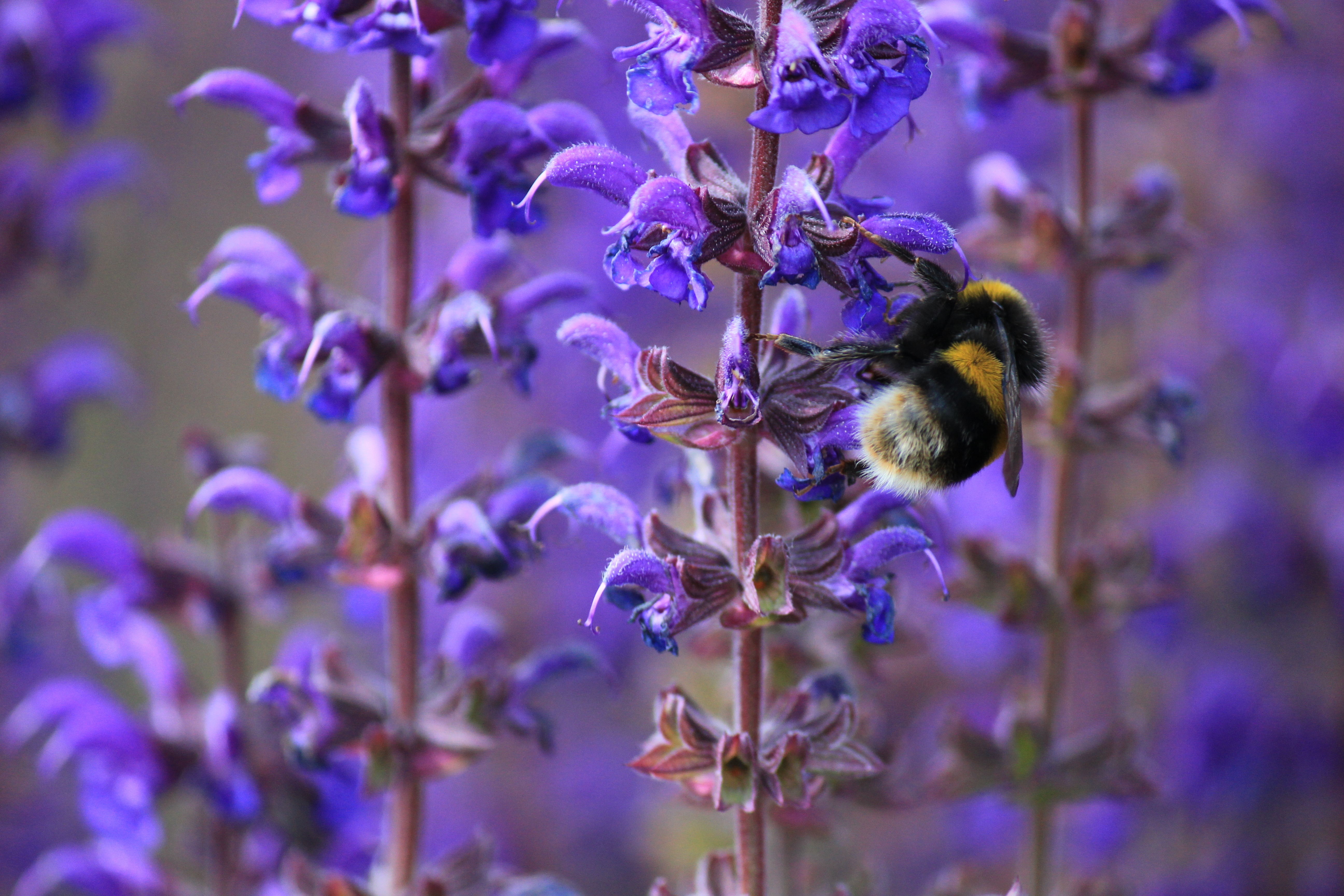 Laden Sie das Makro, Gestreift, Blume, Pflanze, Insekt, Hummel-Bild kostenlos auf Ihren PC-Desktop herunter