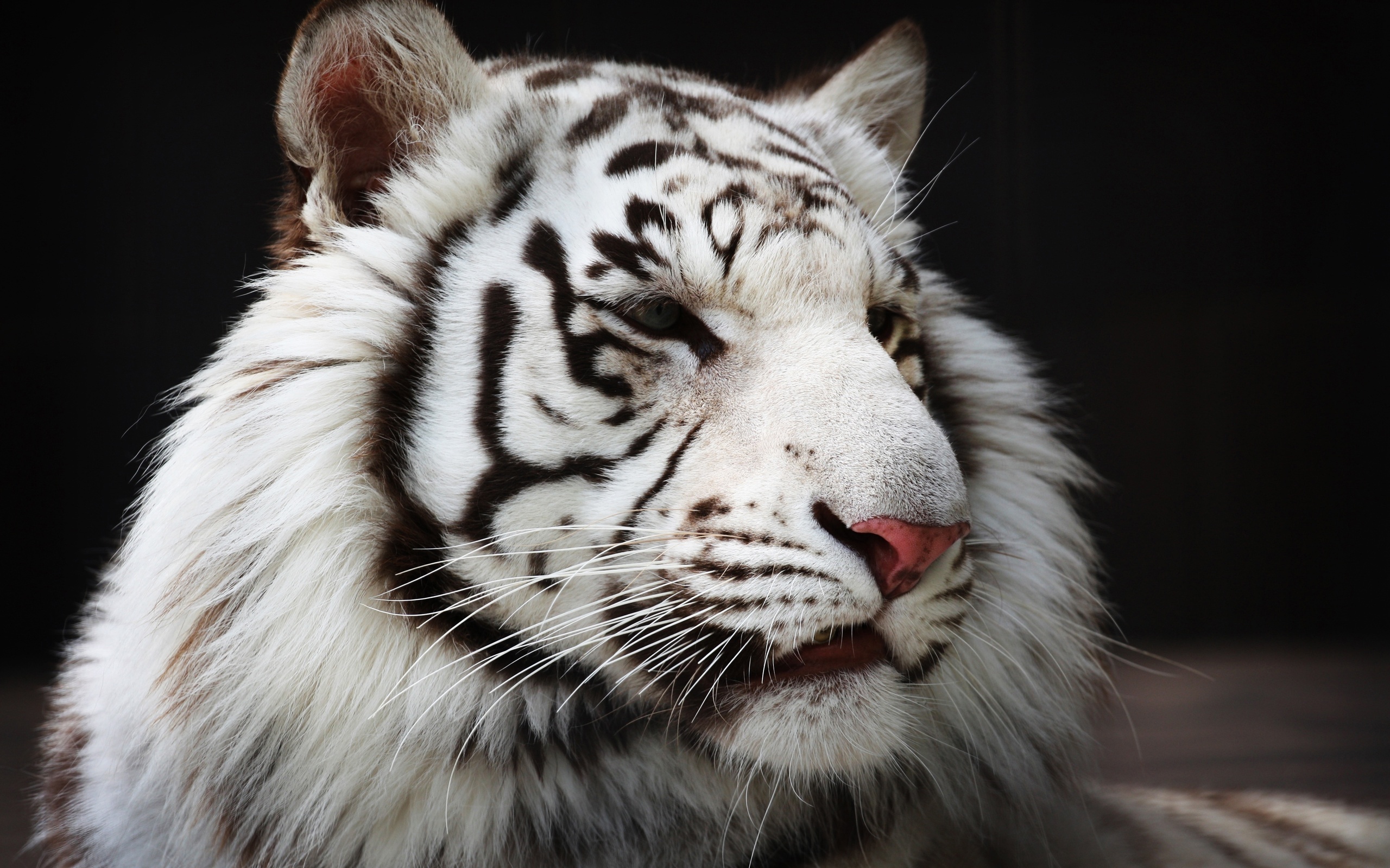 306897 Hintergrundbild herunterladen katzen, tiere, weißer tiger - Bildschirmschoner und Bilder kostenlos