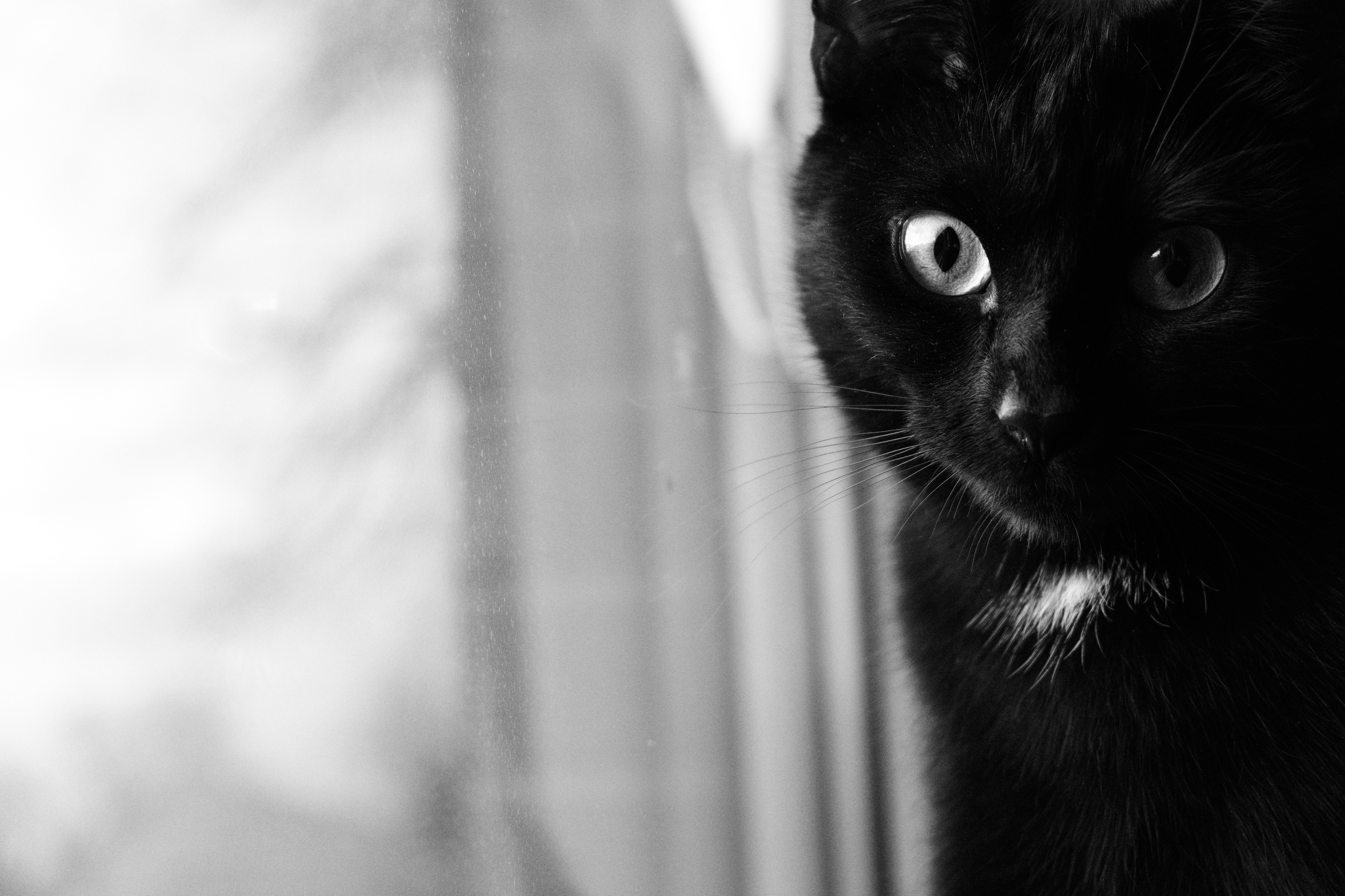 143681 Hintergrundbild herunterladen tiere, der kater, katze, schnauze, augen, bw, chb, schwarzer kater, black cat - Bildschirmschoner und Bilder kostenlos