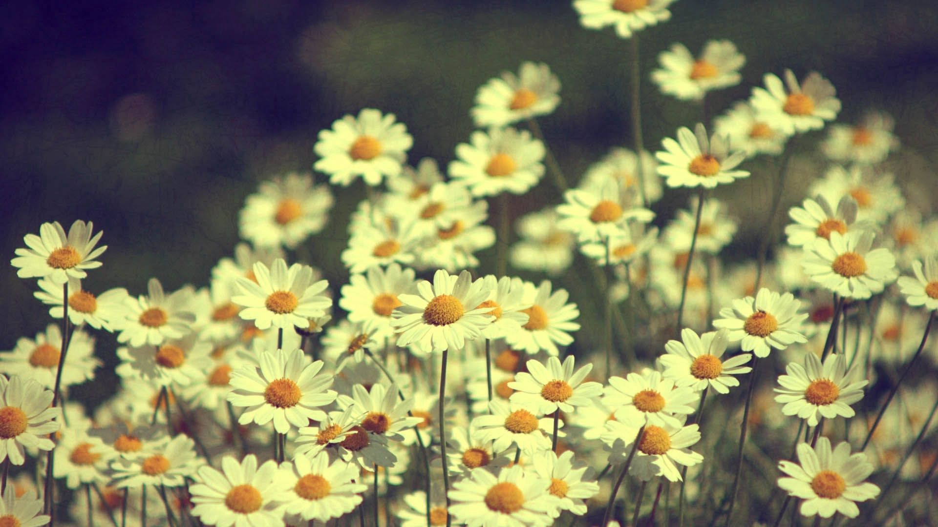 Laden Sie das Kamille, Blumen, Feld-Bild kostenlos auf Ihren PC-Desktop herunter