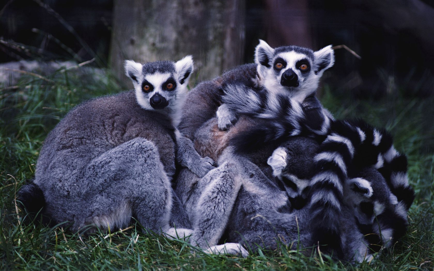 107527 Hintergrundbild herunterladen tiere, grass, lemuren, gestreift, die familie, familie - Bildschirmschoner und Bilder kostenlos