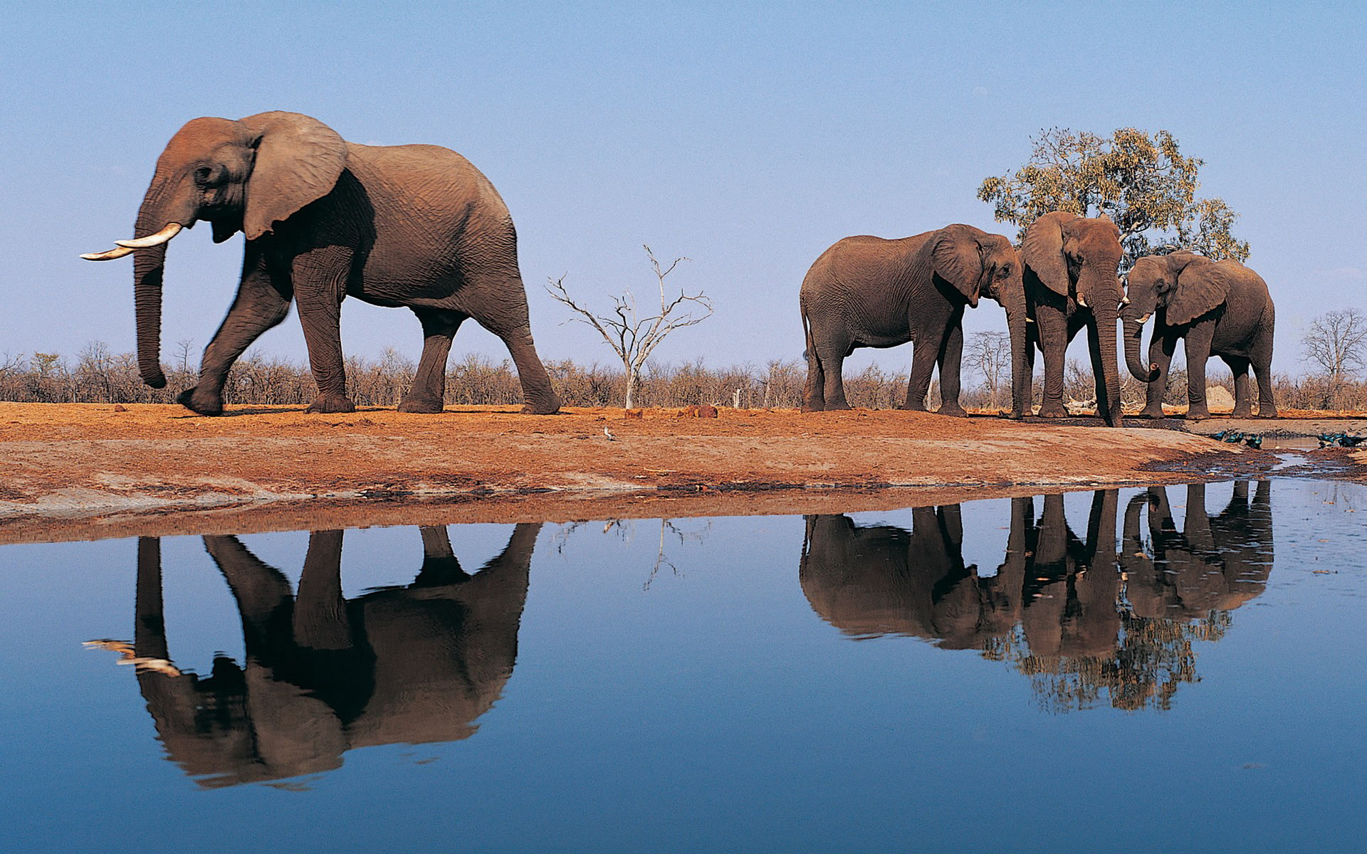 Слоны в дикой природе