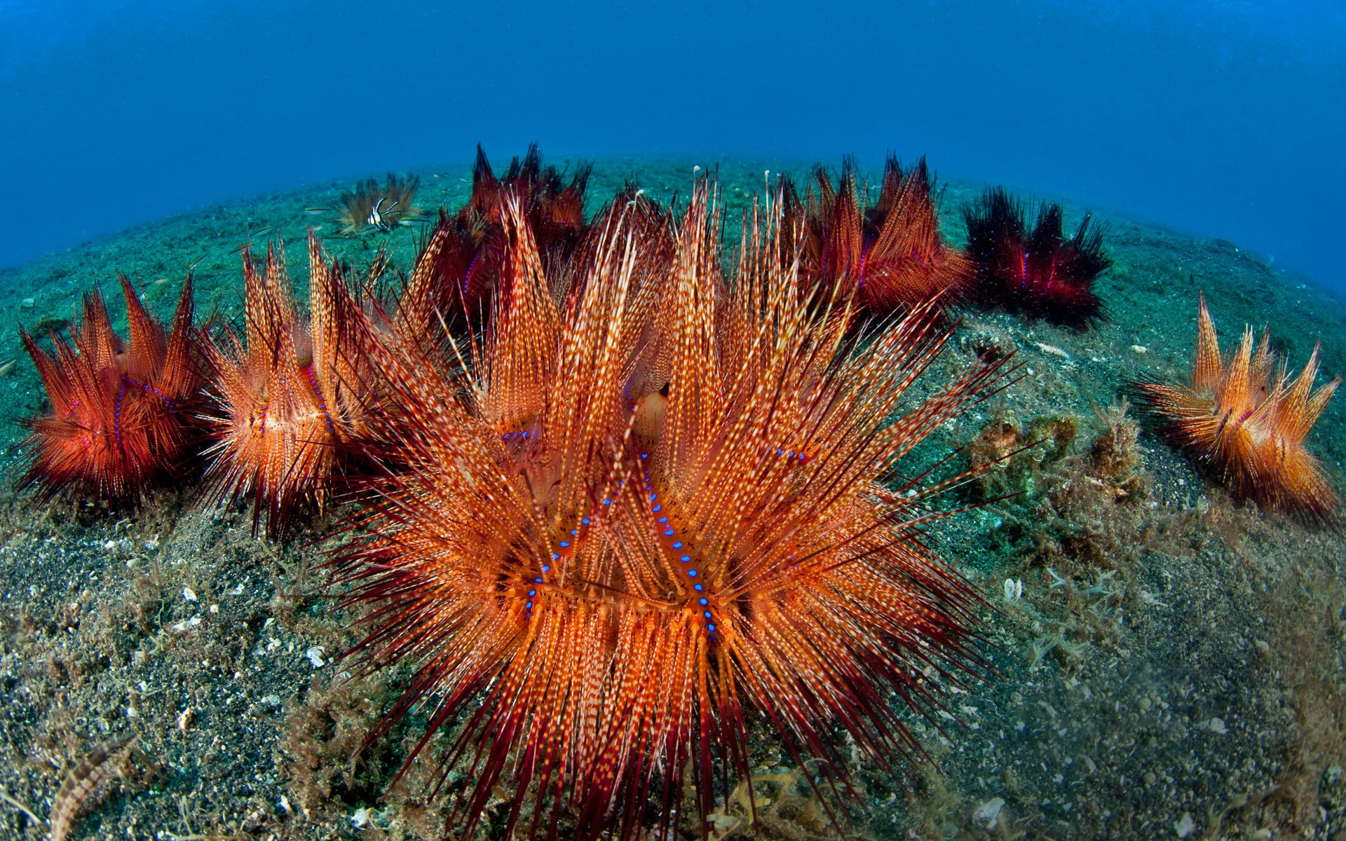 Фото морской лилии и морского огурца