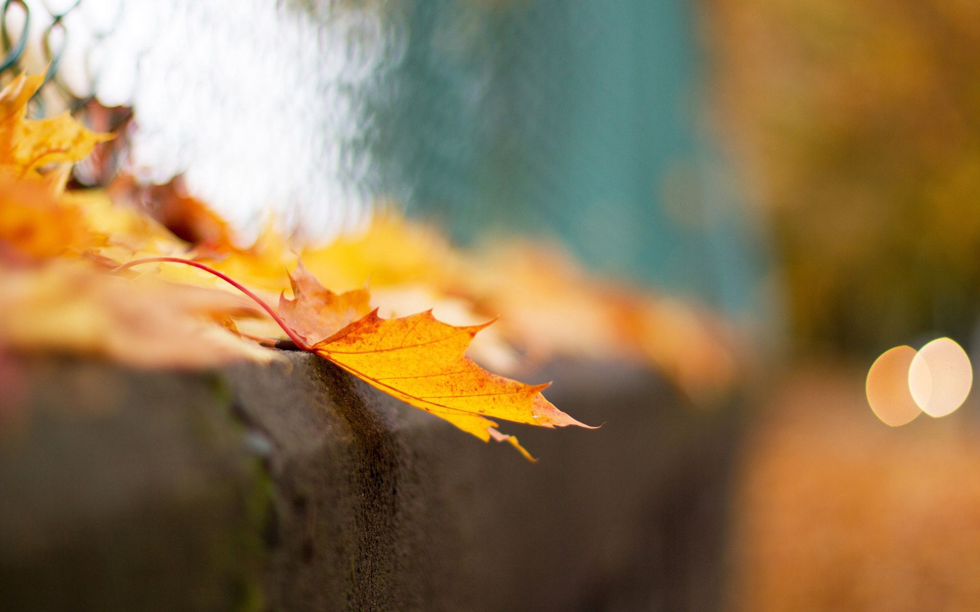 autumn, macro, grid, sheet, leaf, fence, bokeh, boquet
