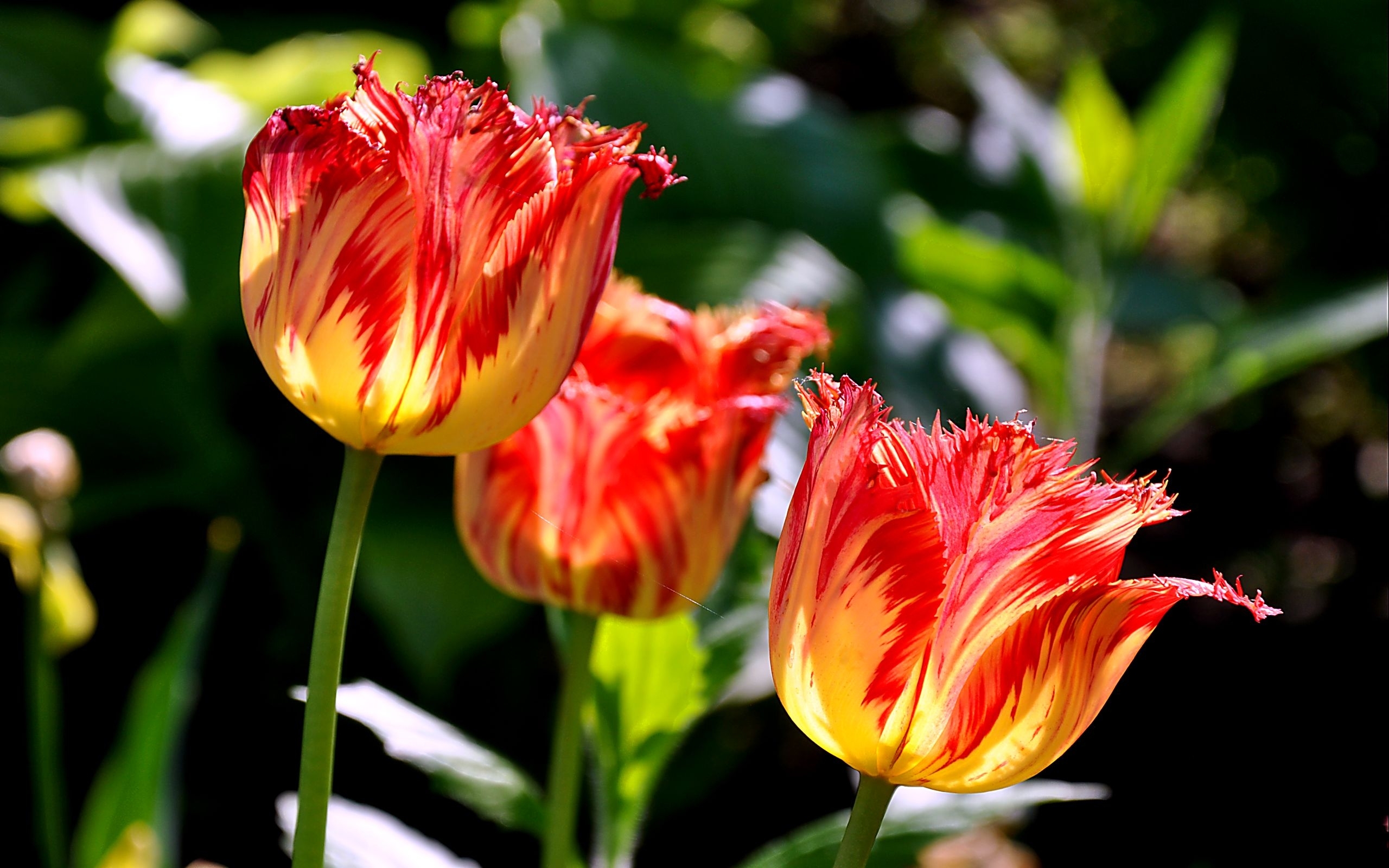 Téléchargez gratuitement l'image Plantes, Tulipes, Fleurs sur le bureau de votre PC