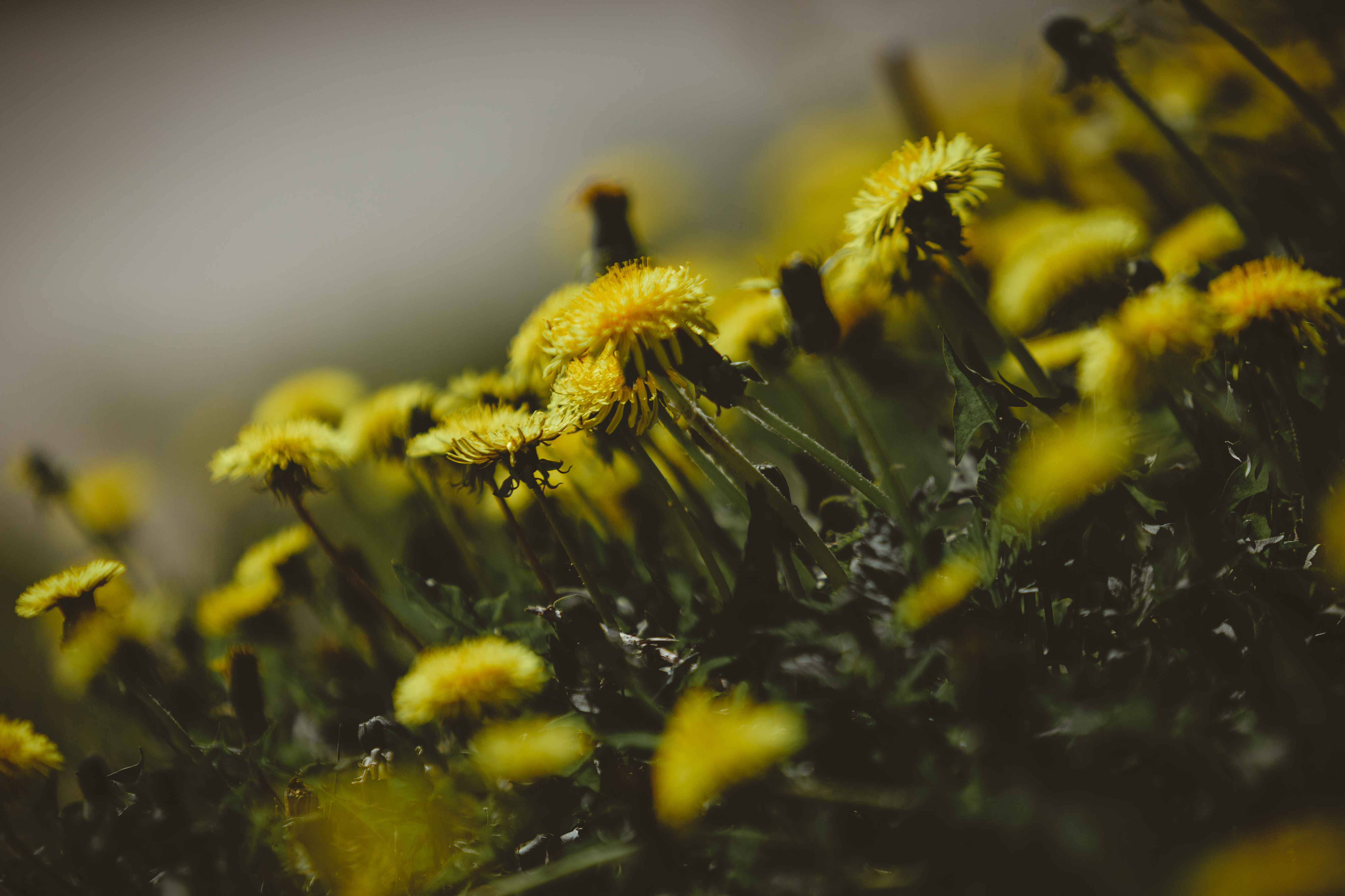 flowers, grass, dandelions, close up Image for desktop