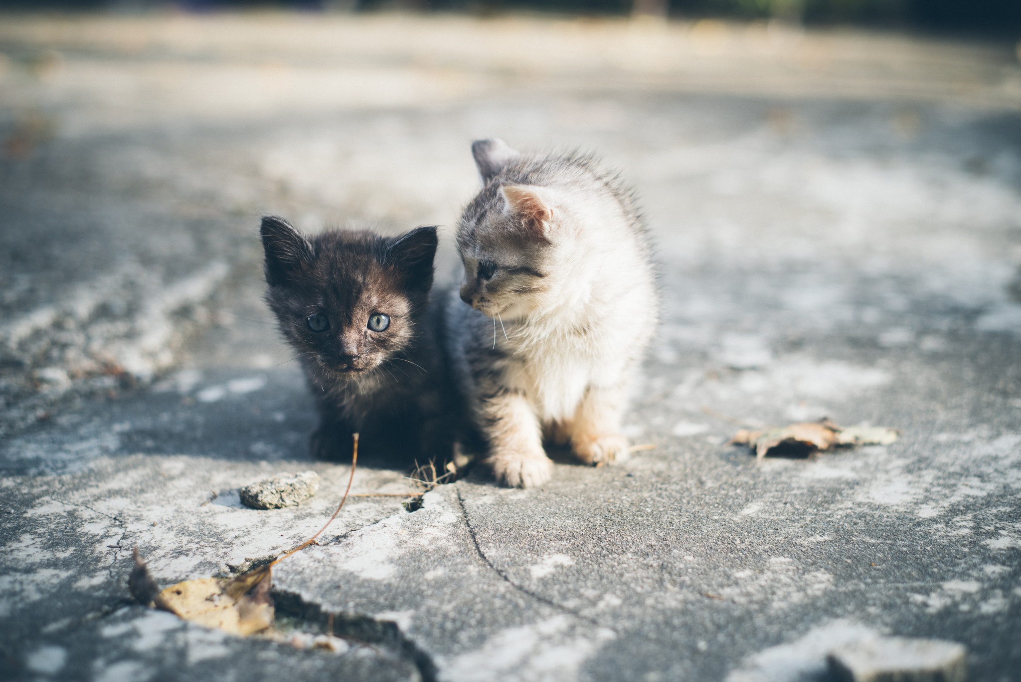 Картинки кошек на улице