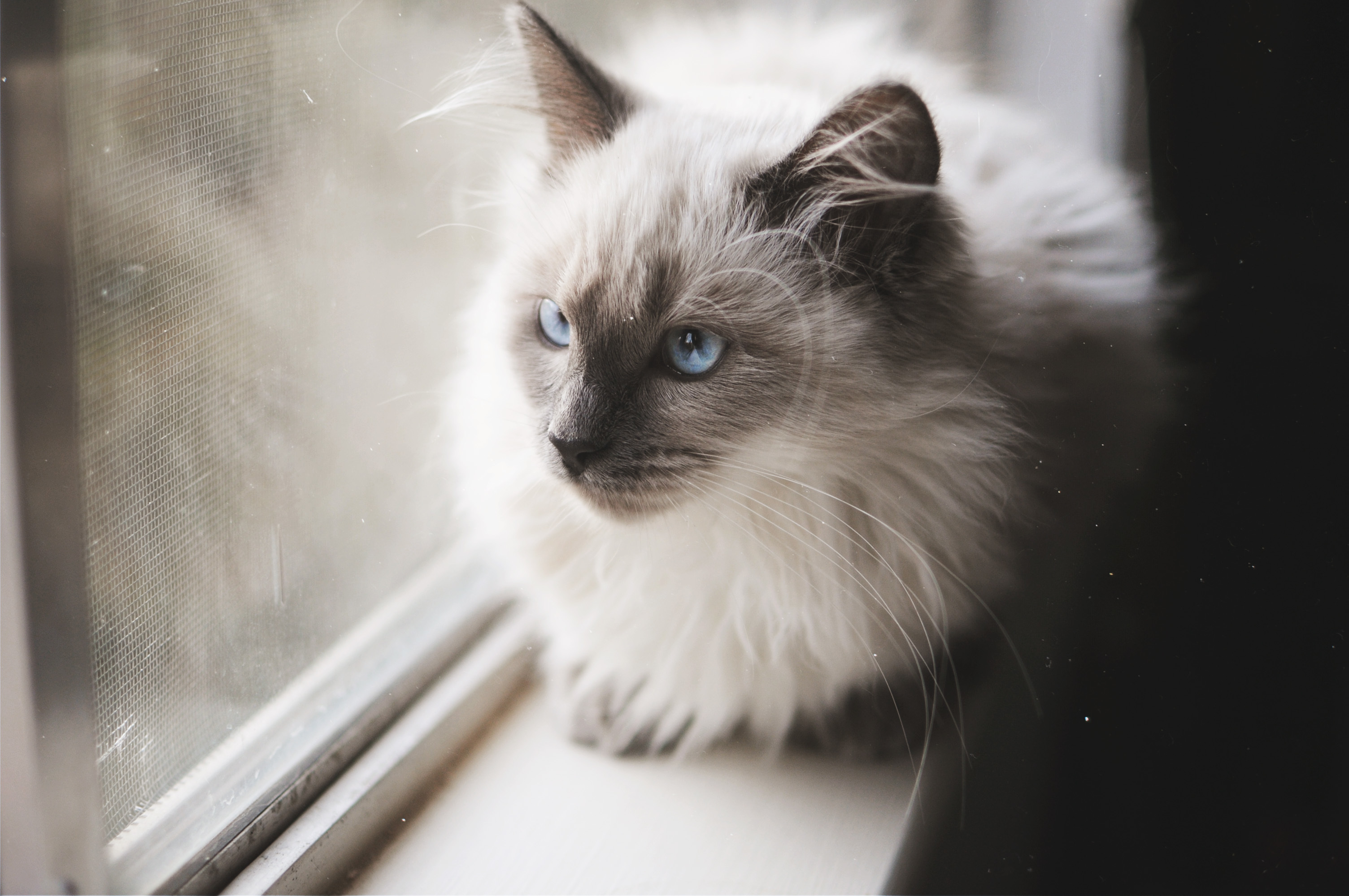 Пушистые Кошки С Голубыми Глазами