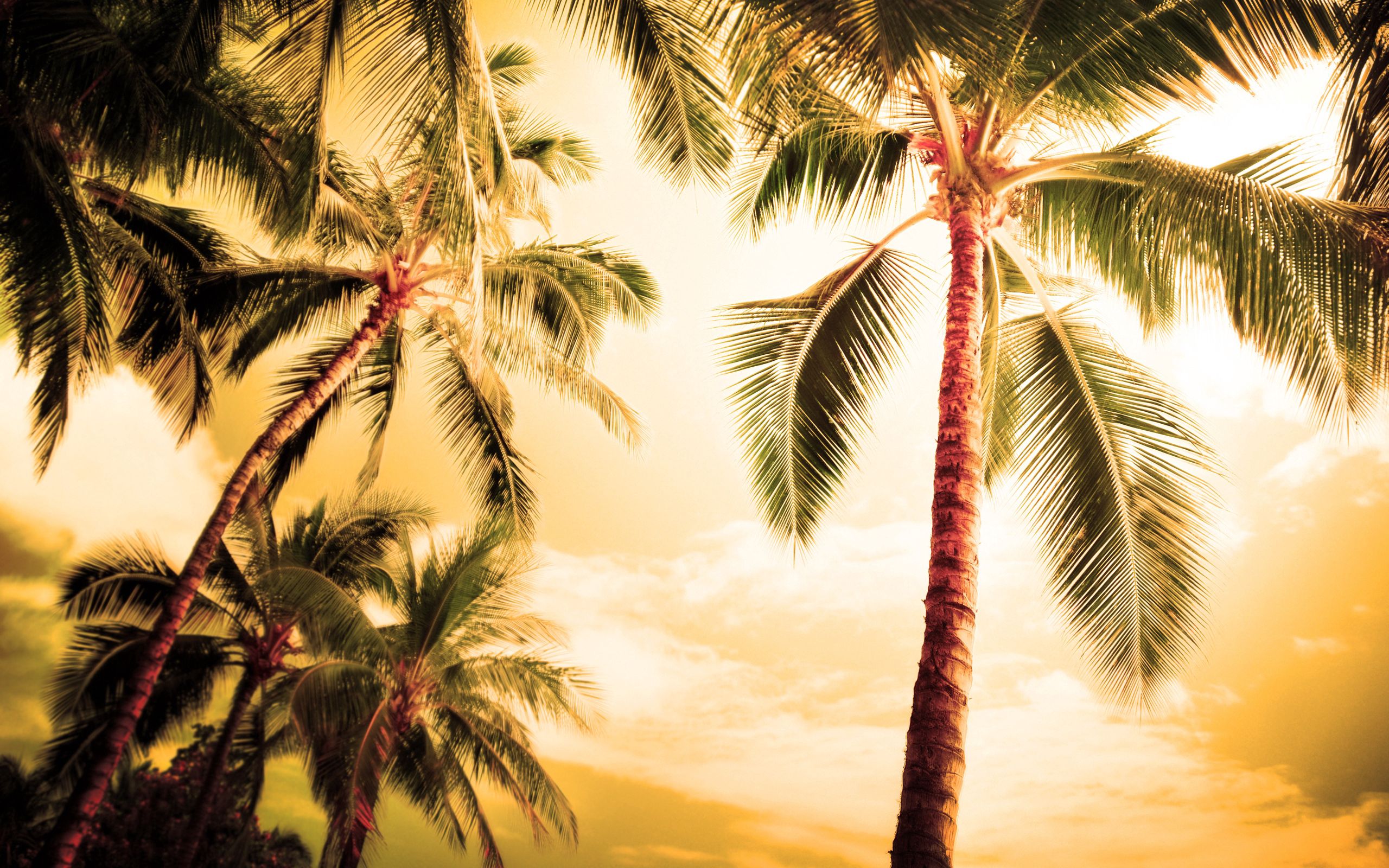 Download mobile wallpaper Evening, Illumination, Crowns, Nature, Lighting, Palms, Crown for free.