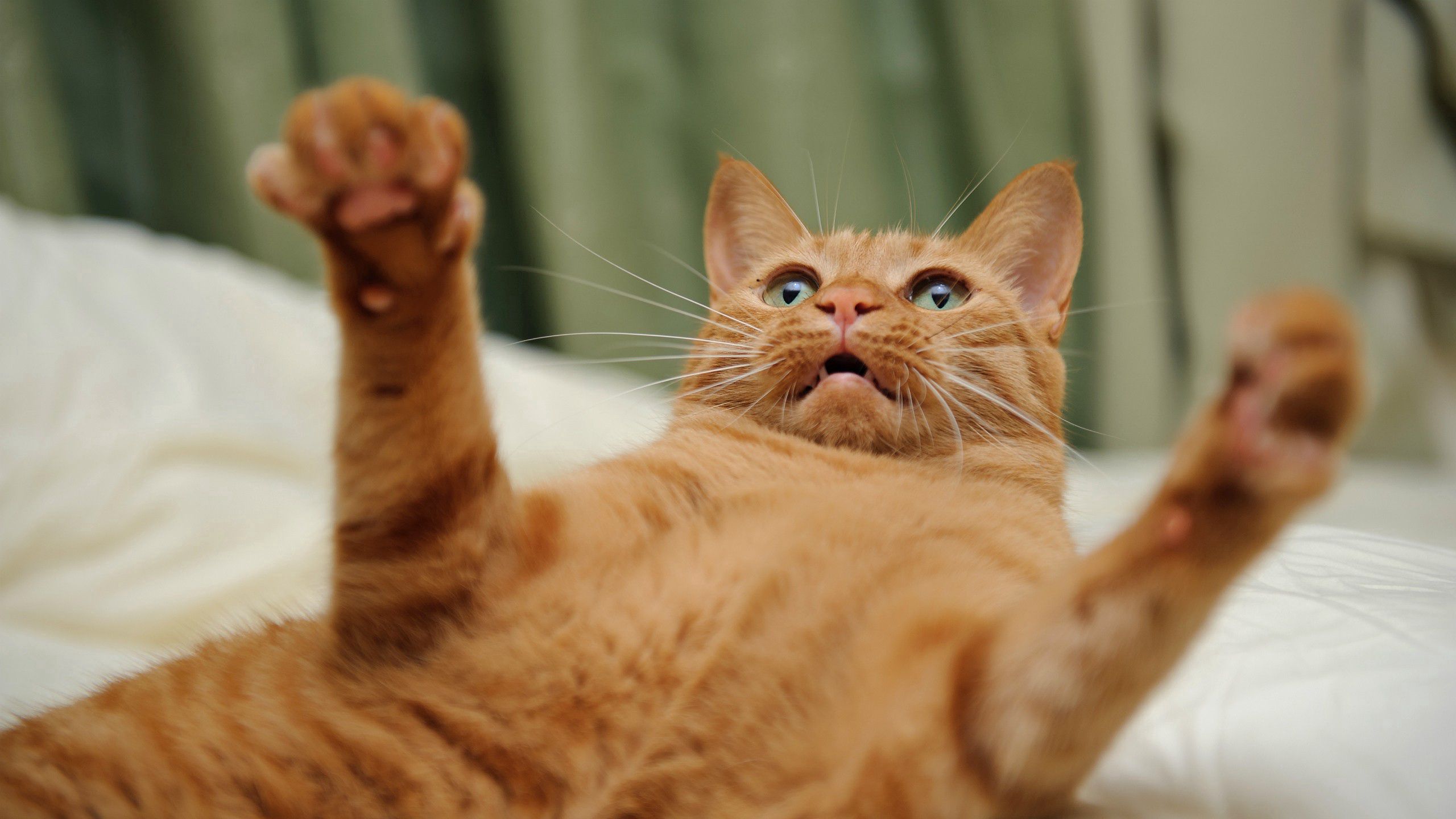 Free HD cool, animals, red, cat, redhead, paws