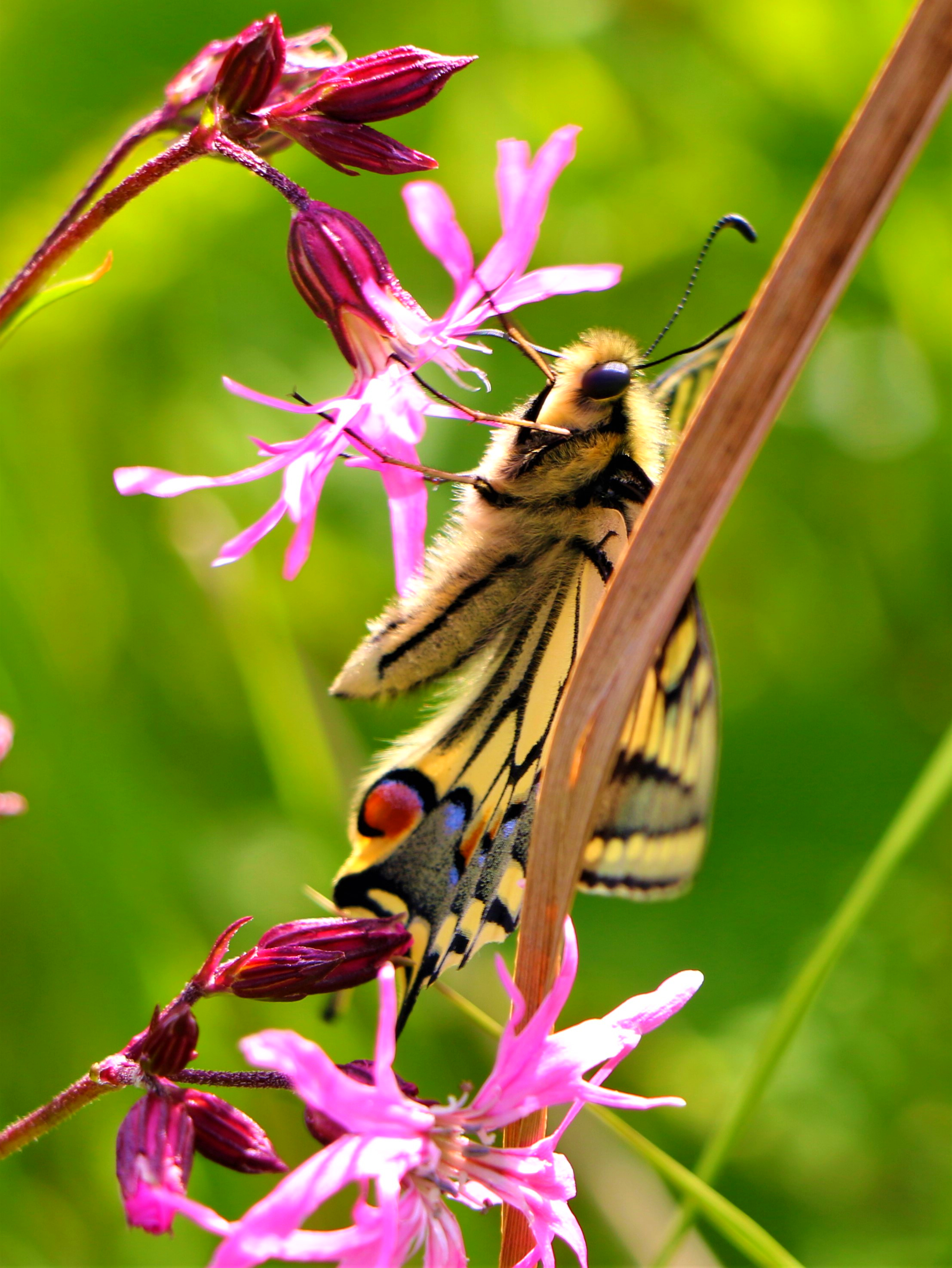 Download mobile wallpaper Animals, Wings, Pattern, Butterfly, Flowers for free.