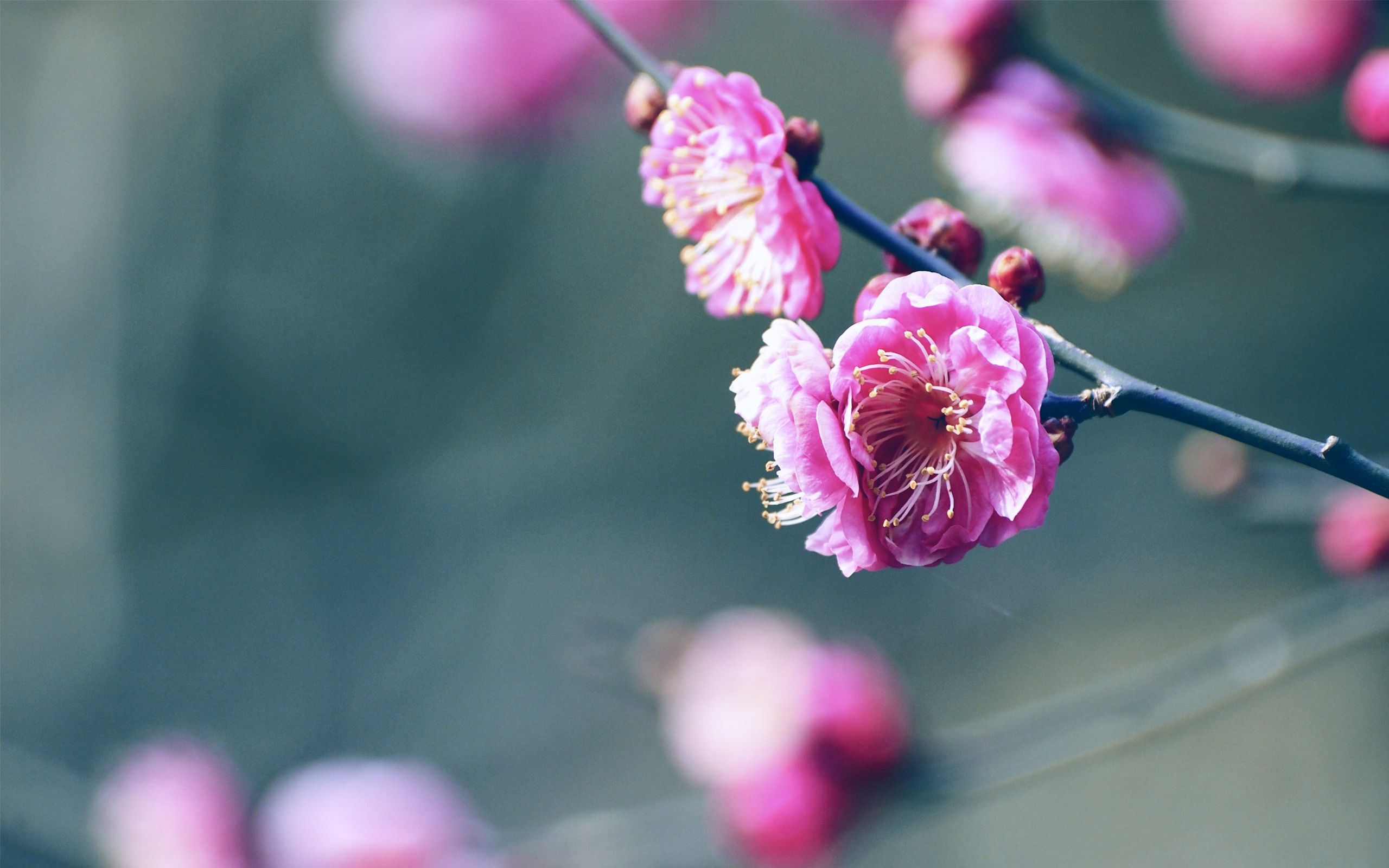 Цветы на ветке. Весенние цветы. Цветы Сакуры. Бутон Сакуры.