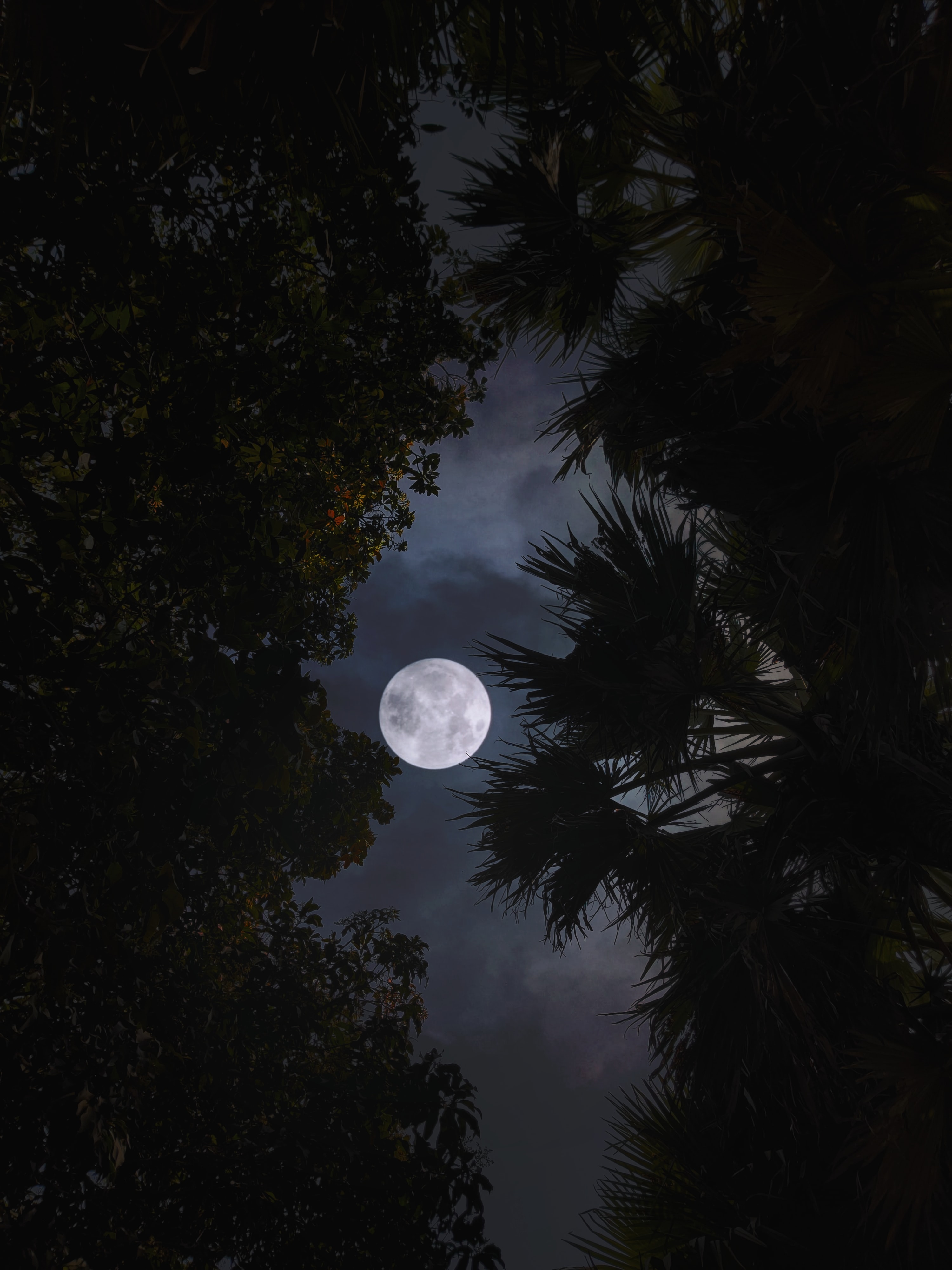 wallpapers dark, moon, night, trees, leaves, branches
