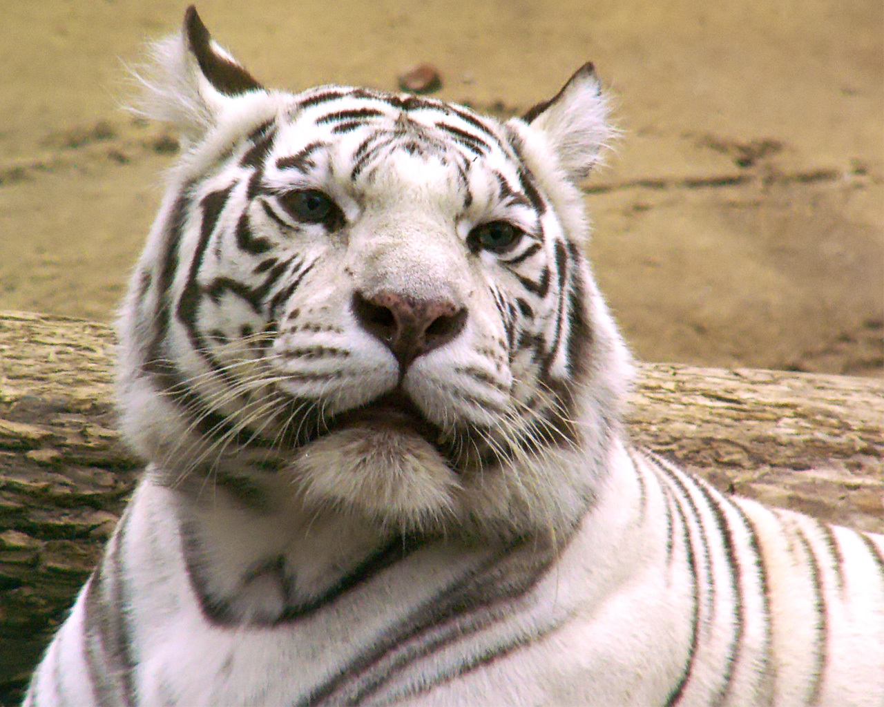 22960 Hintergrundbild herunterladen tigers, tiere - Bildschirmschoner und Bilder kostenlos