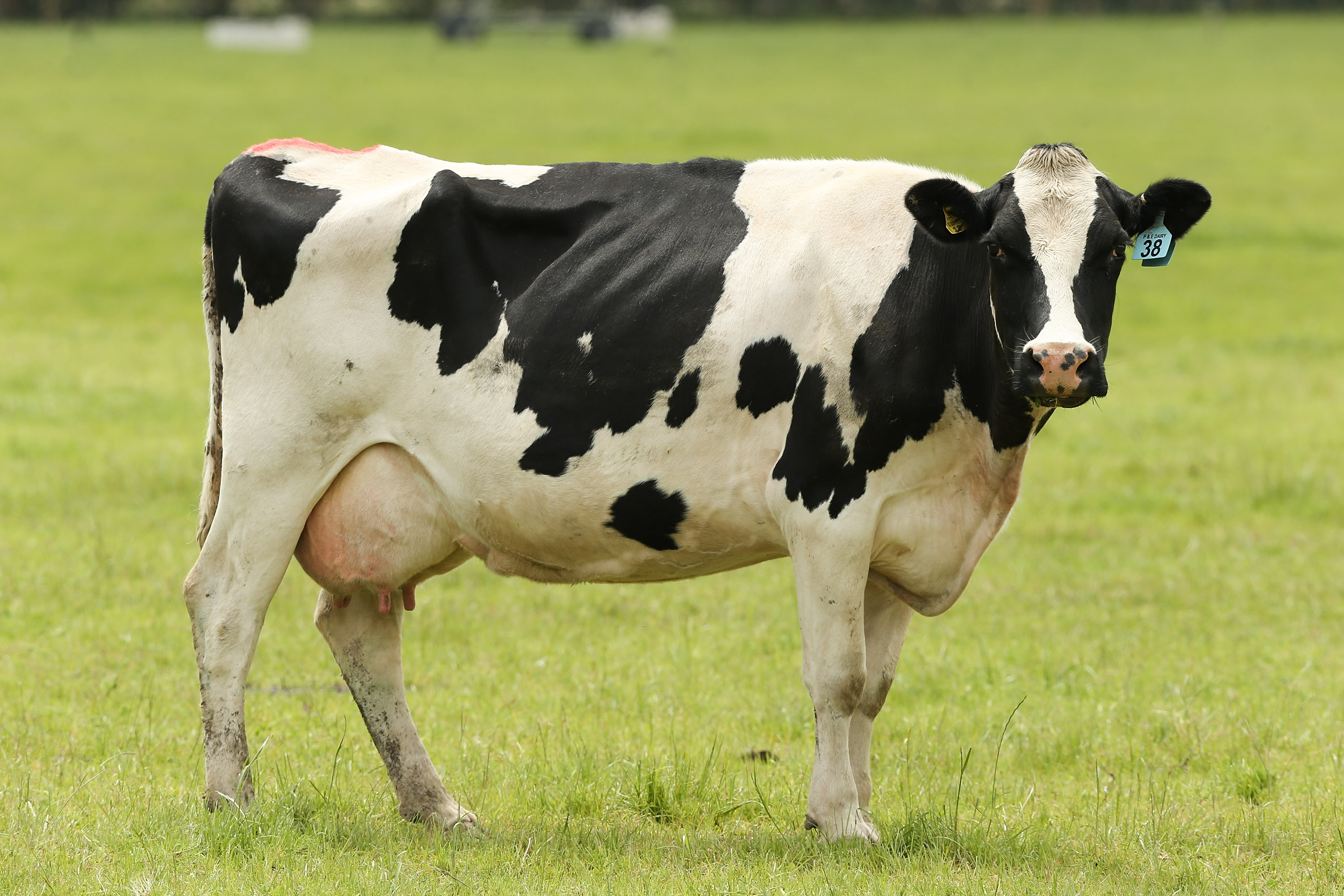 720311 免費下載壁紙 动物, 牛, 奶牛 屏保和圖片