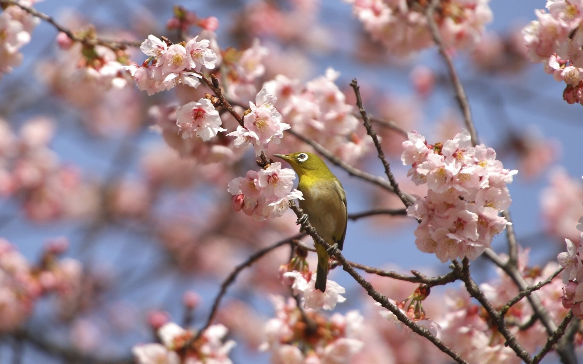 Птицы на деревьях весной