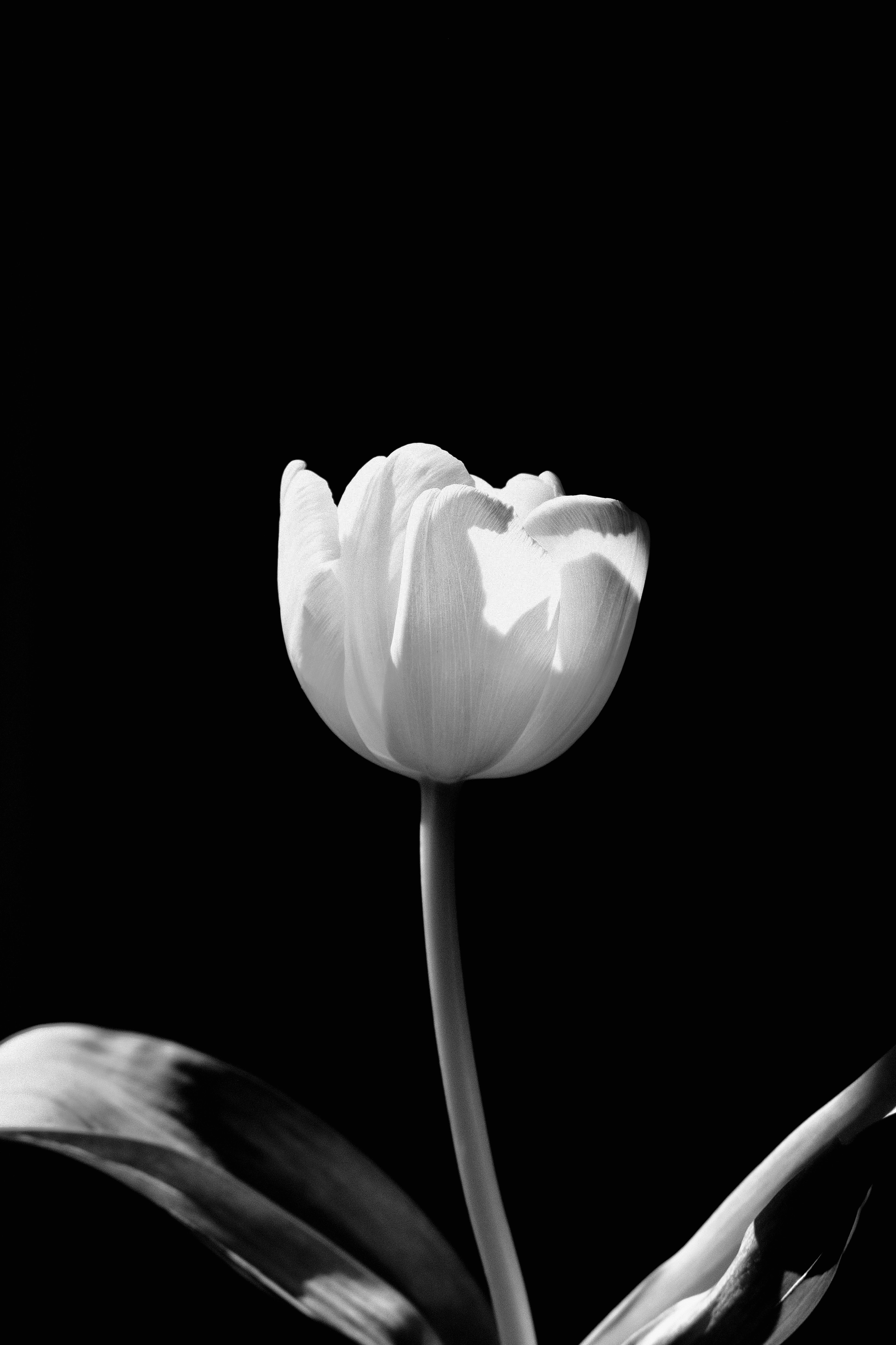 80838 descargar imagen flores, blanco, flor, bw, chb, tulipán: fondos de pantalla y protectores de pantalla gratis